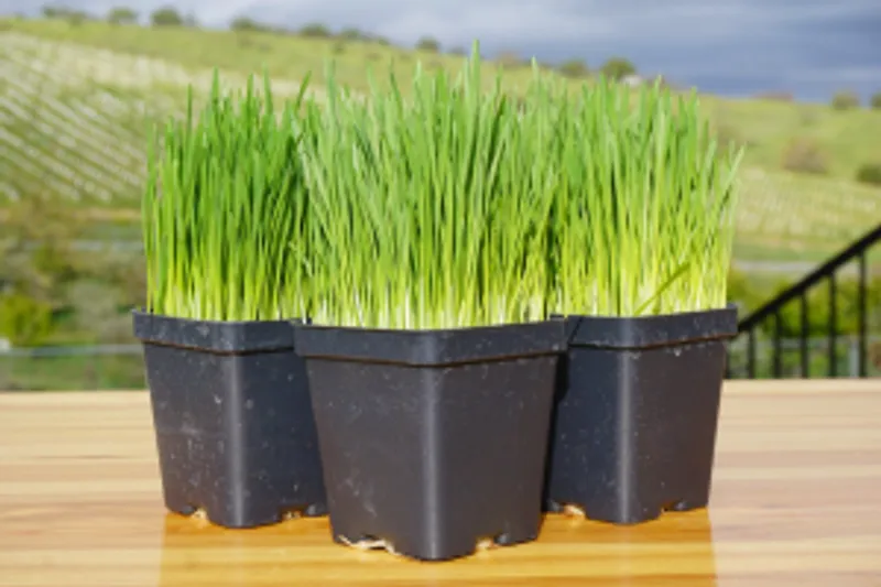 Organic Wheatgrass - Pot