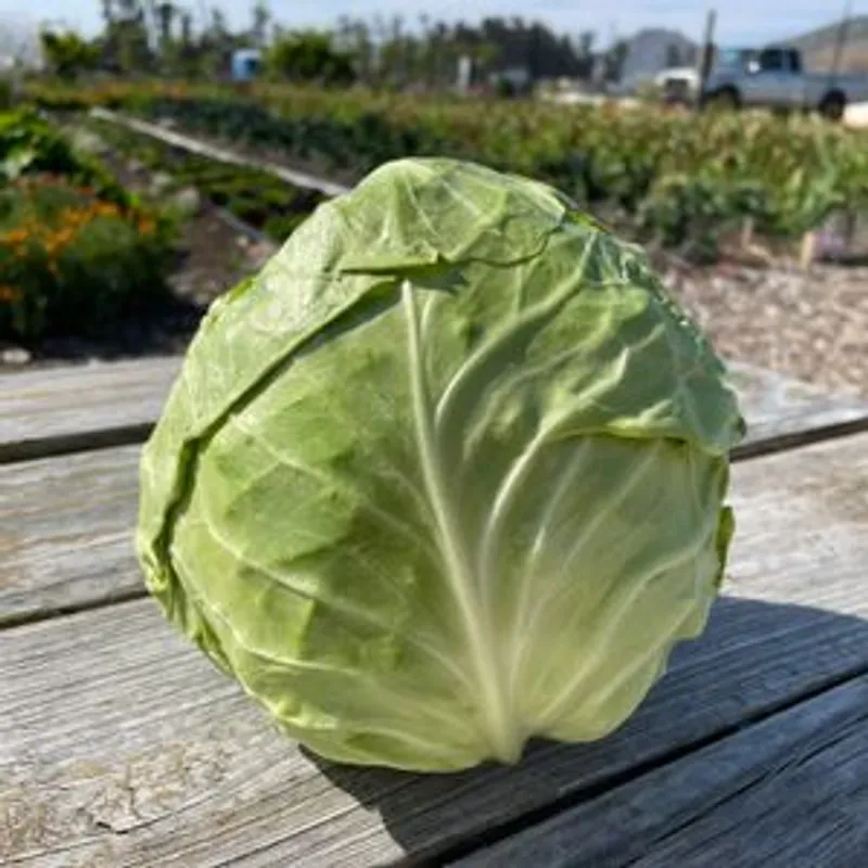 Green & Purple Cabbage - Green (one head)