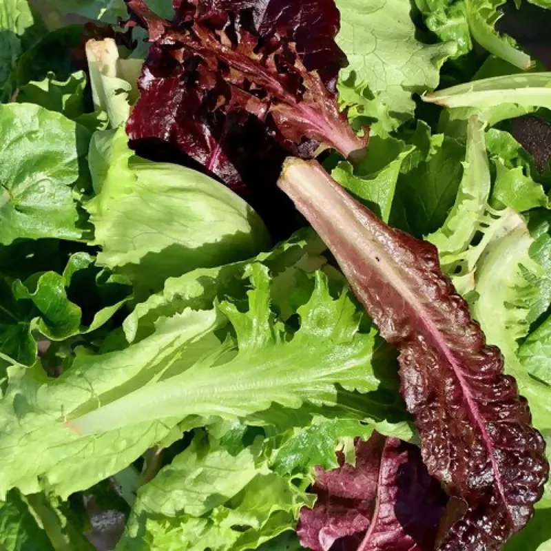 Organic Baby Lettuce, 4-6oz