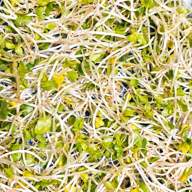 Organic Broccoli Sprouts, 1oz