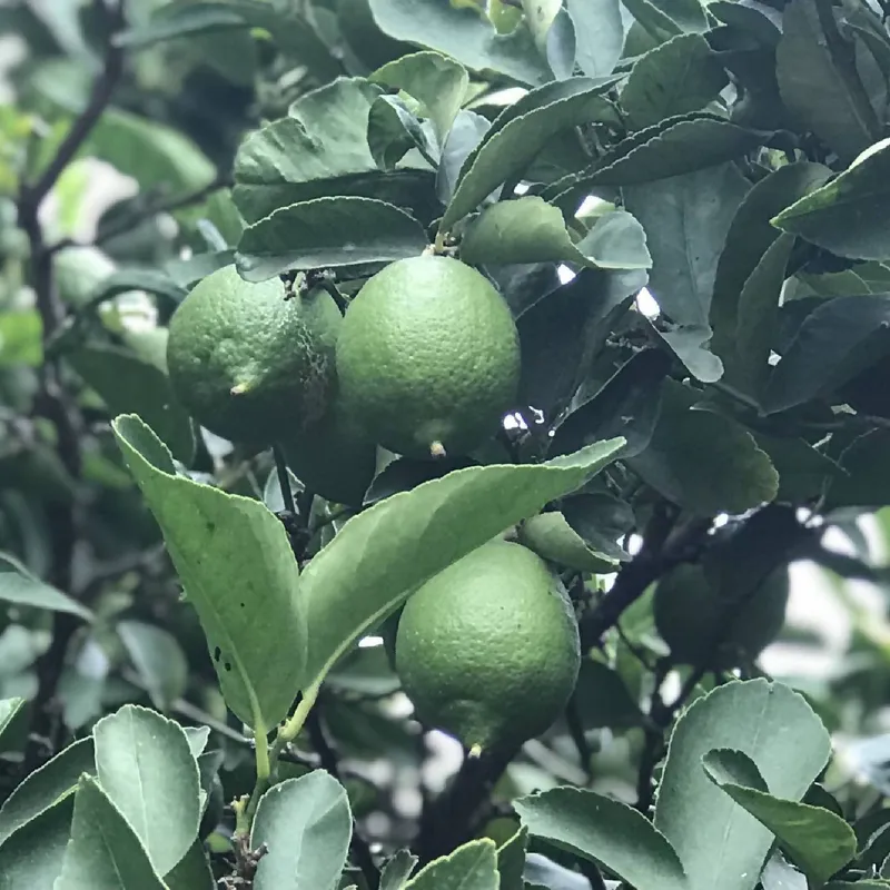 Limes (Bear)