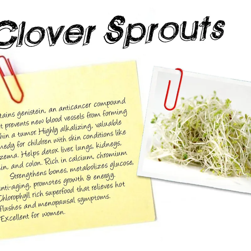 Organic Clover Sprouts, 3oz