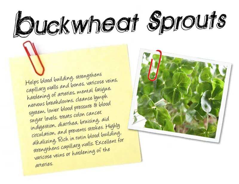 Organic Buckwheat Sprouts, 2oz
