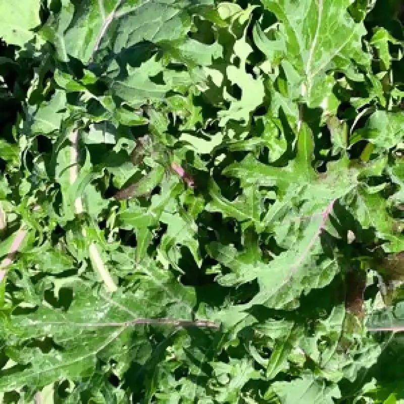 Organic Baby Kale, 4-6oz