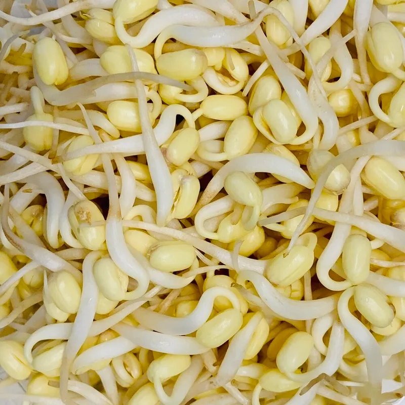 Organic Mung Bean Sprouts, 5oz