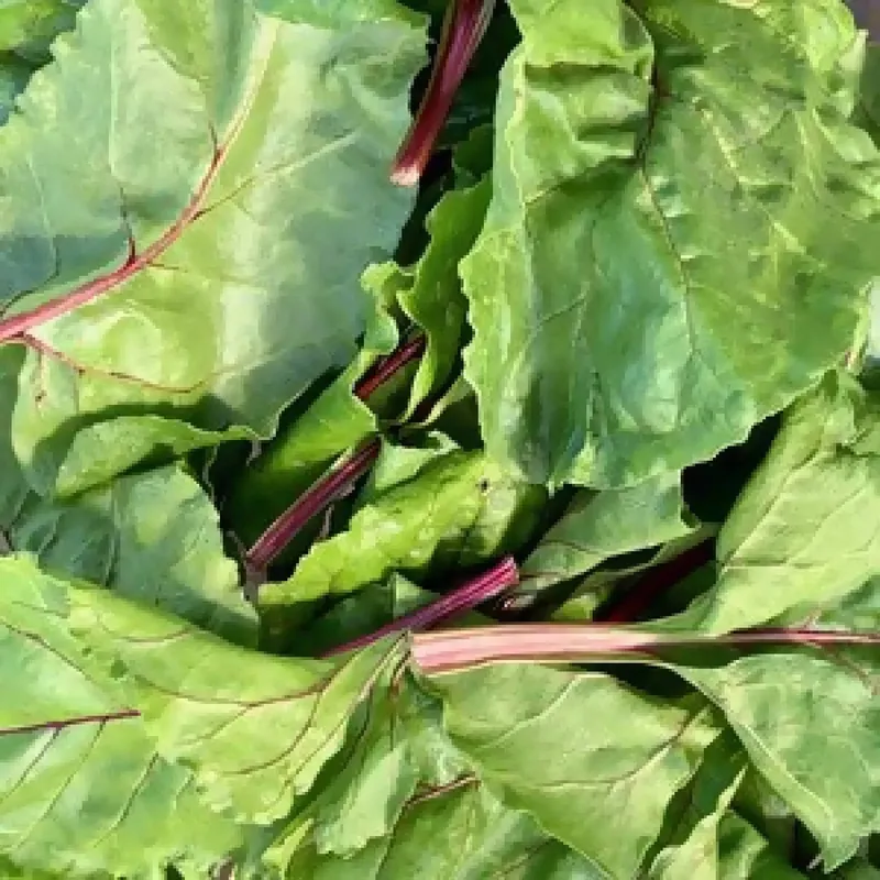 Organic Baby Beet Greens, 4-6oz