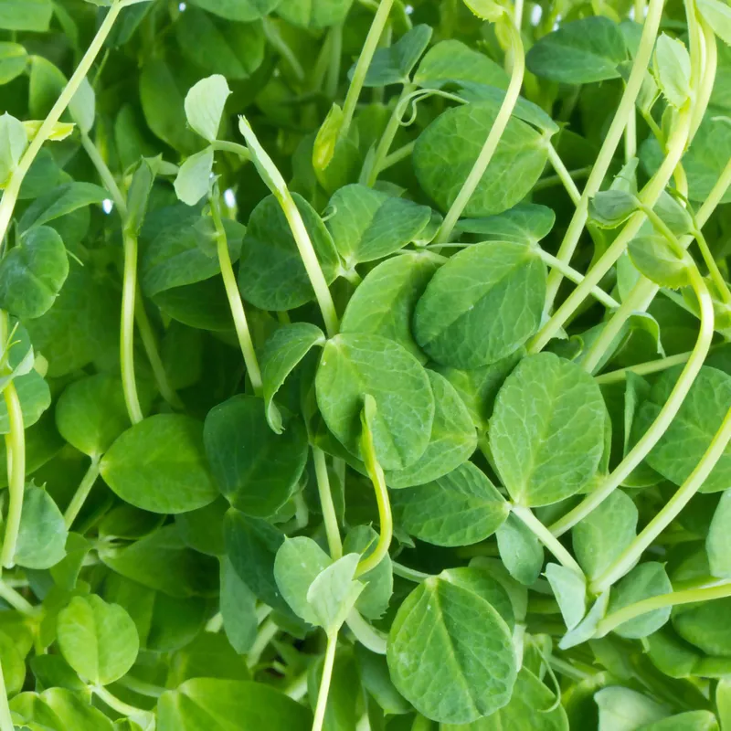 Organic Pea Sprouts, 2oz