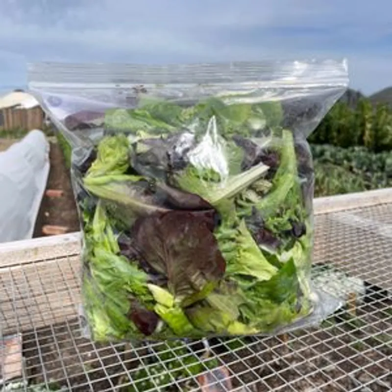 City Farm Mixed Leaf Lettuce (12oz bag)