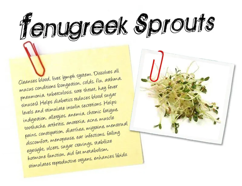 Organic Fenugreek Sprouts, 2.5oz