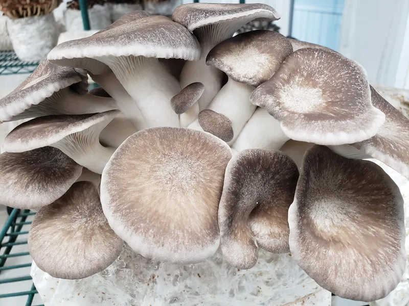 Fresh Gourmet Black Pearl Mushrooms (per container)