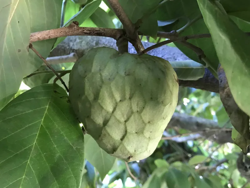 Cherimoya
