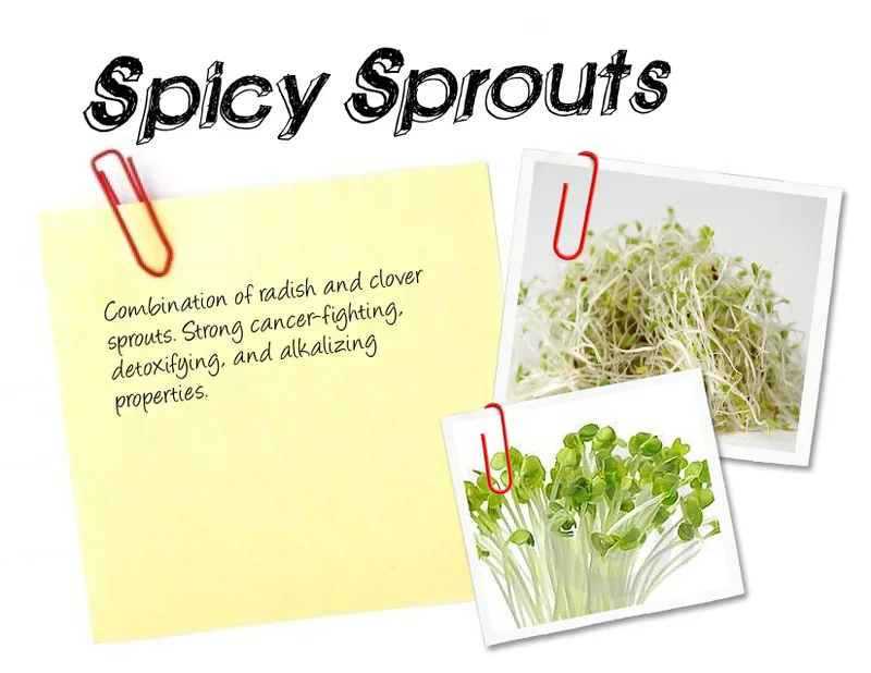 Organic Spicy Sprouts, 3oz