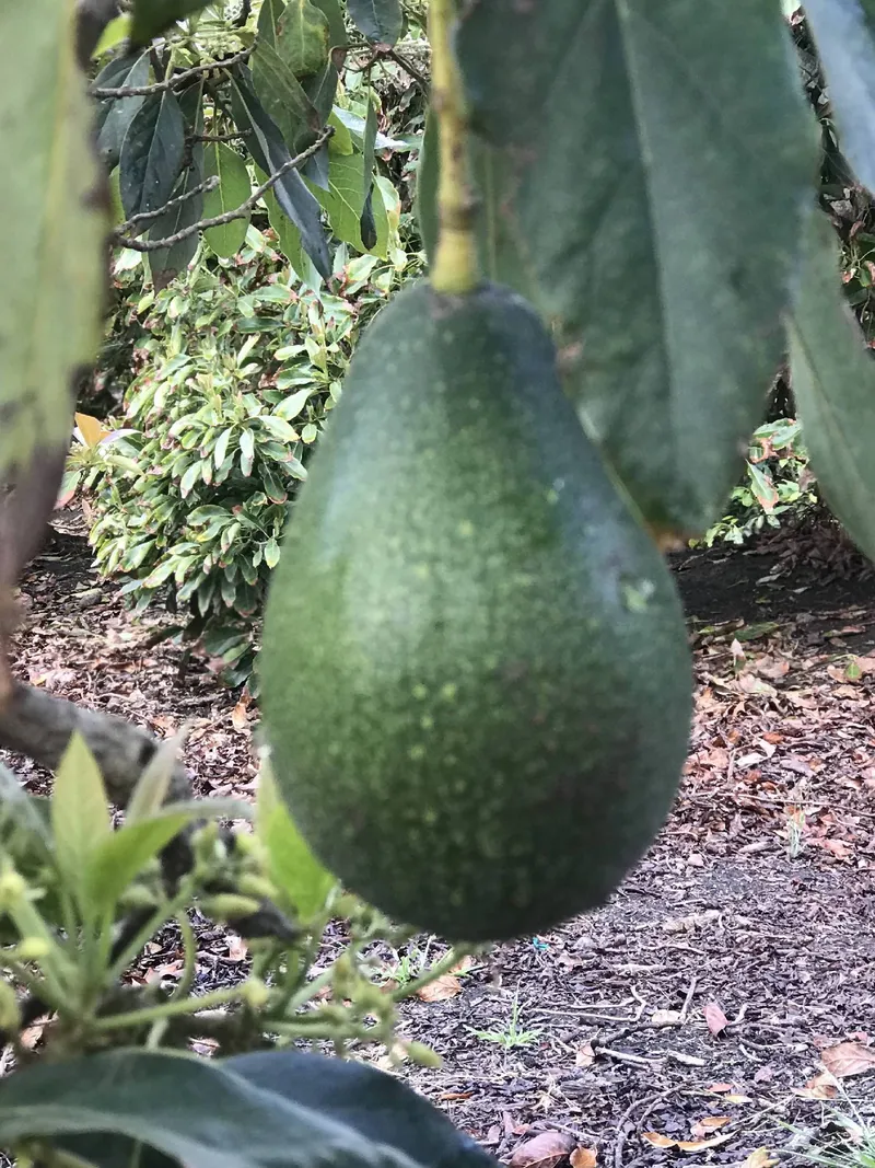Bacon Avocado (each)