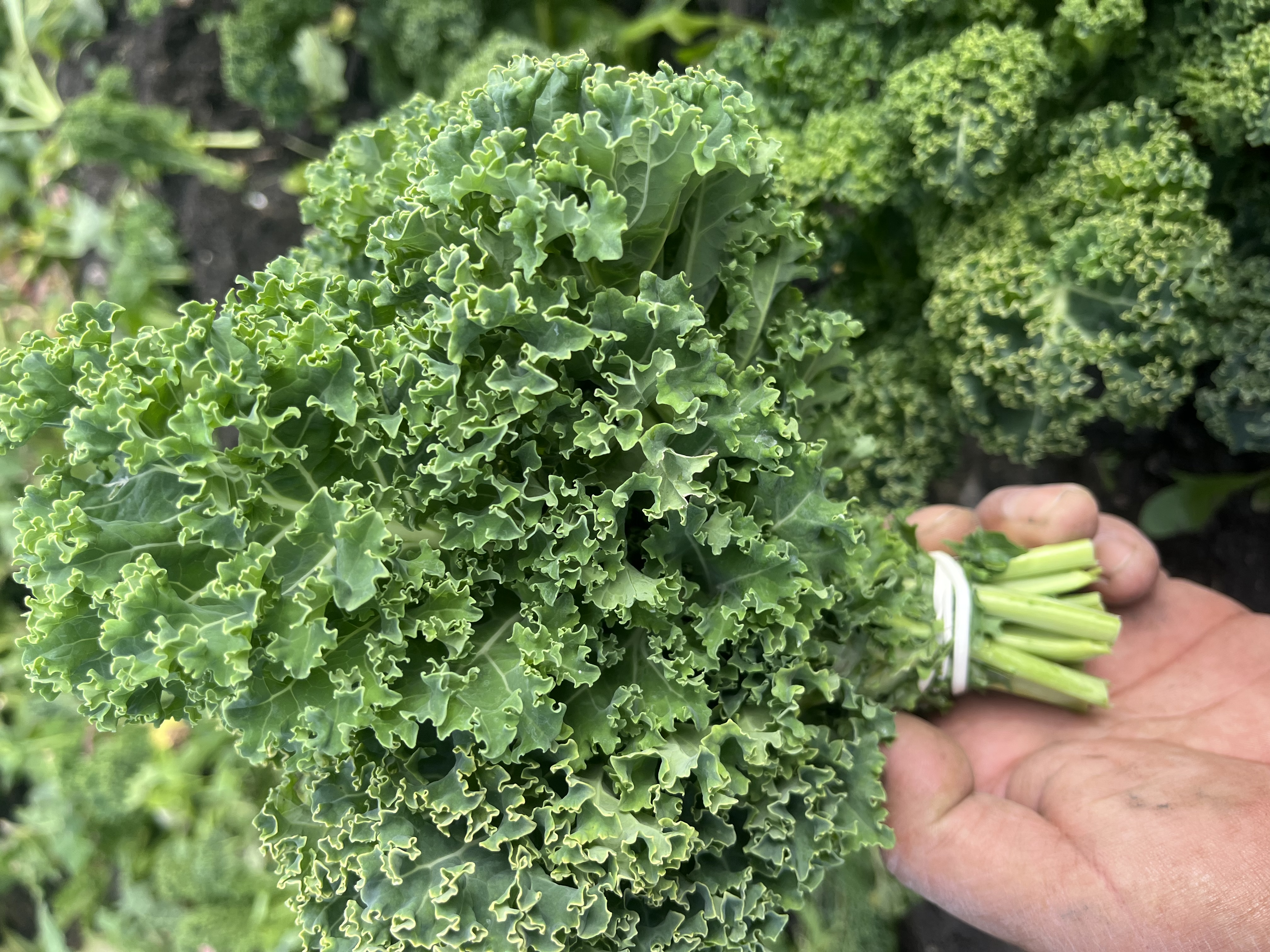 Green Kale
