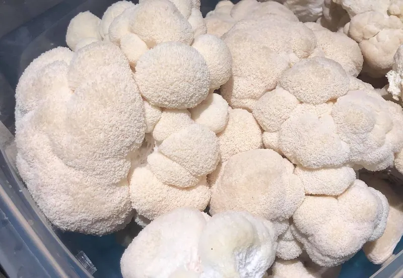 Fresh Gourmet Lion's Mane Mushrooms (per container)