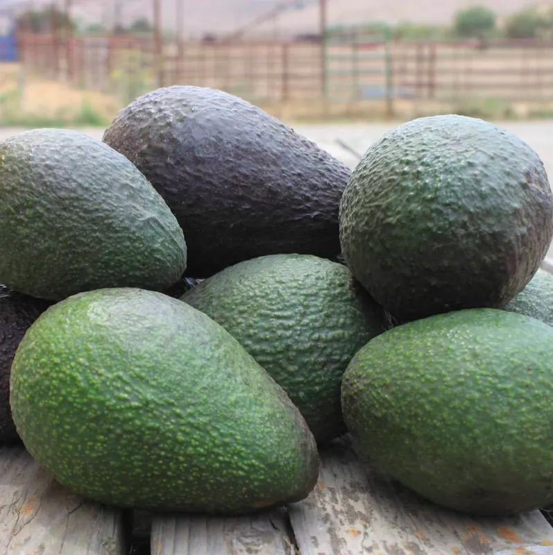 Hass Avocados