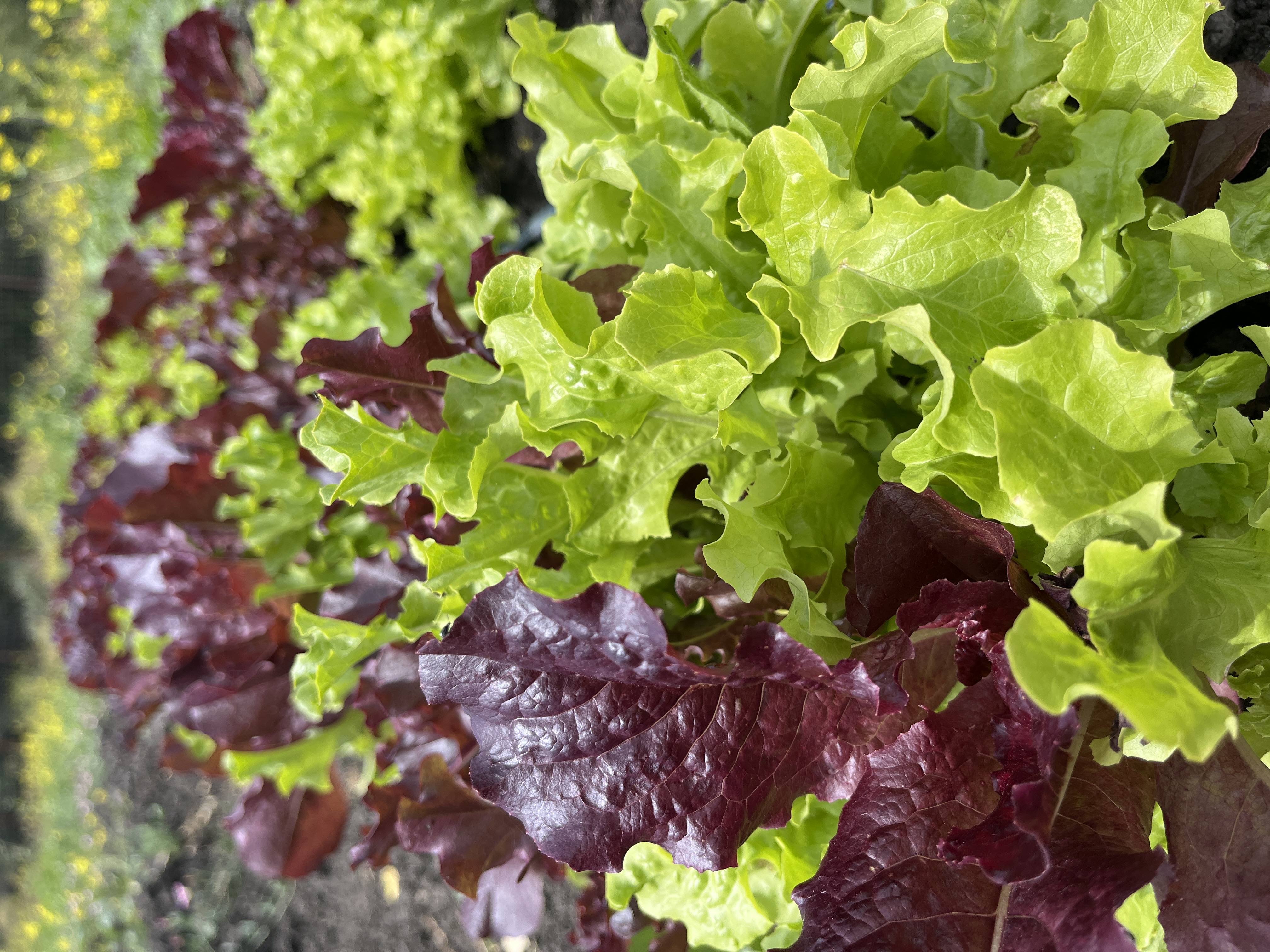 Mix lettuce (8oz)