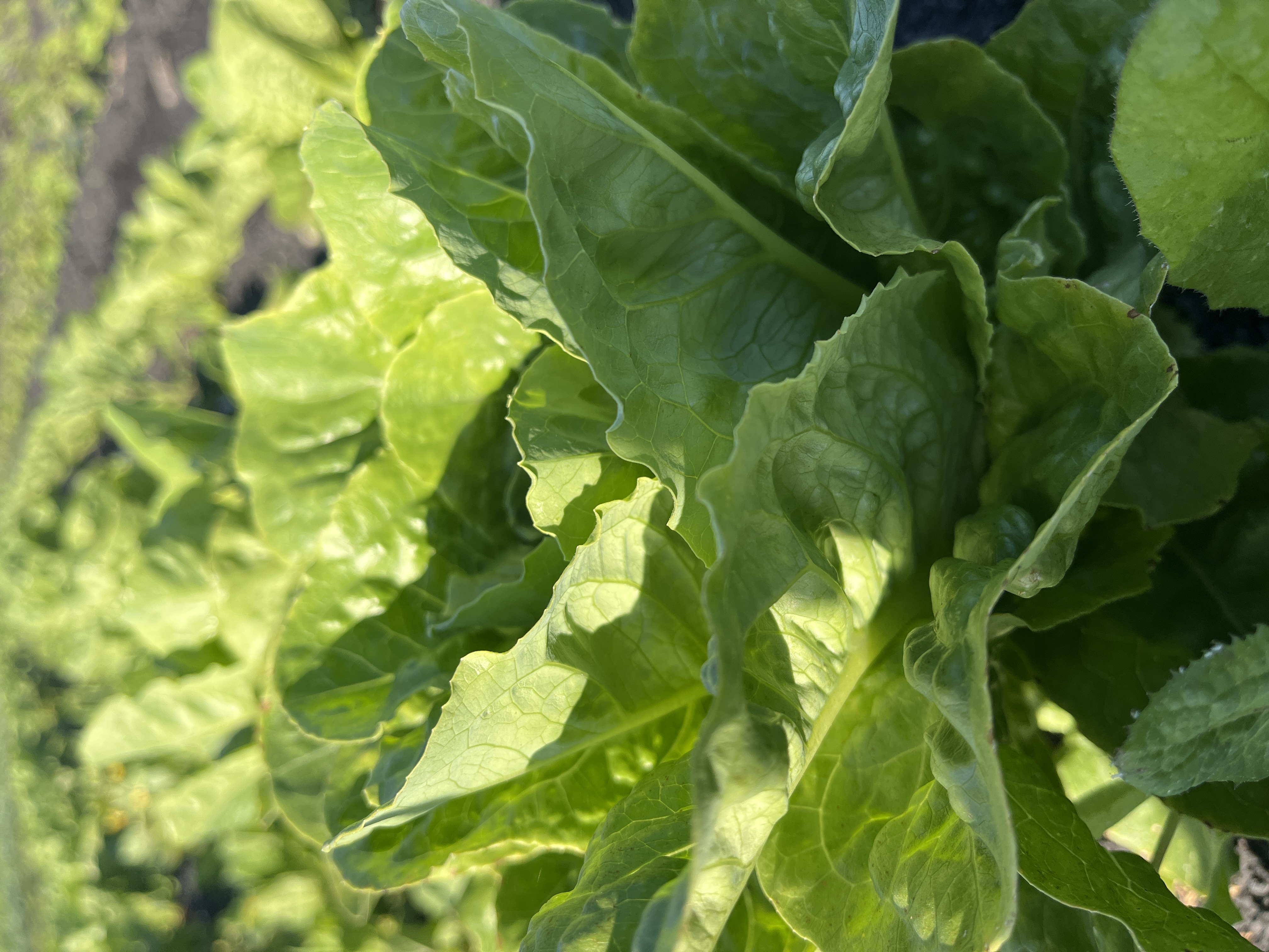 Romaine lettuce (1 head)