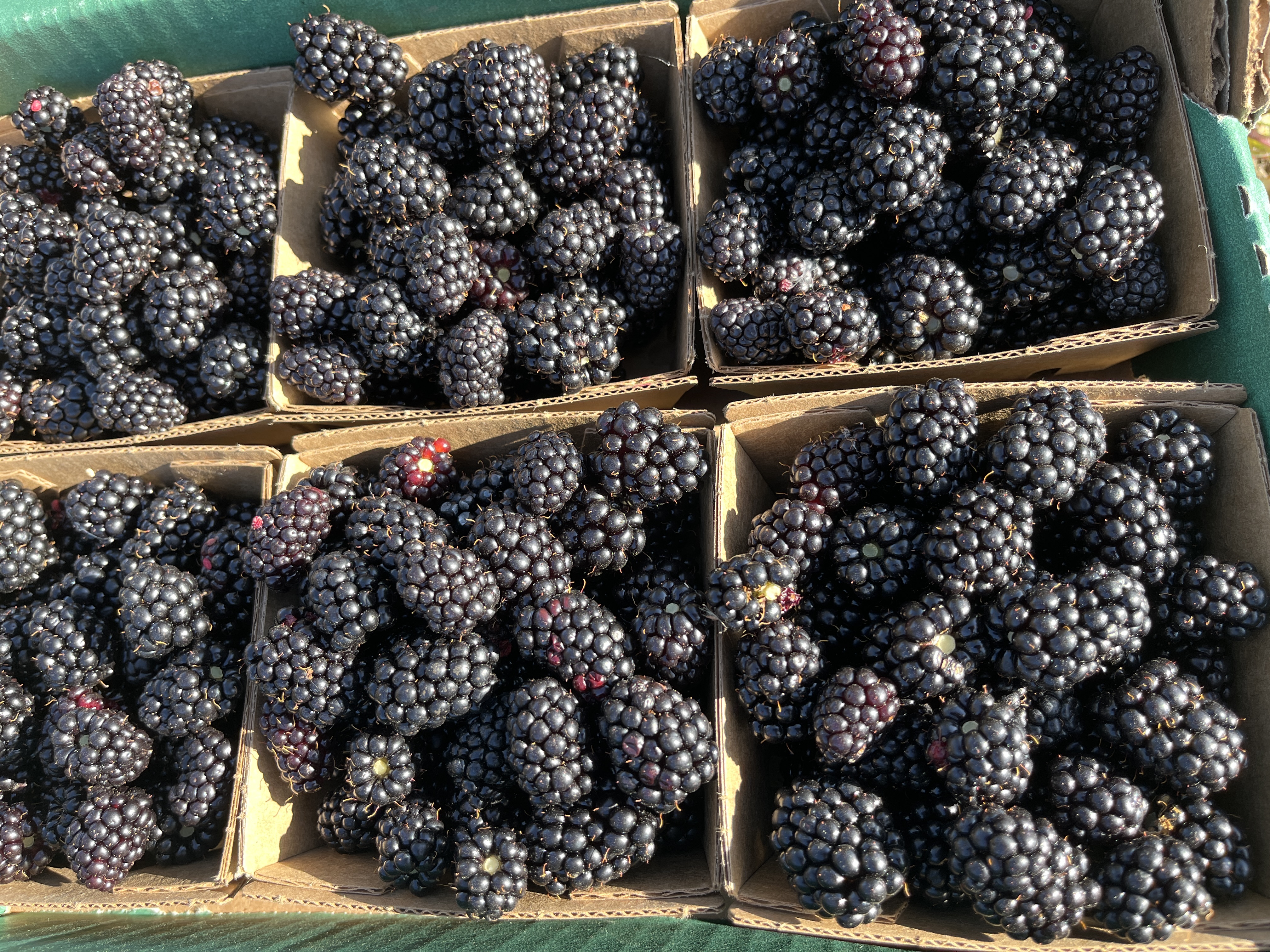 Blackberries (6oz container)