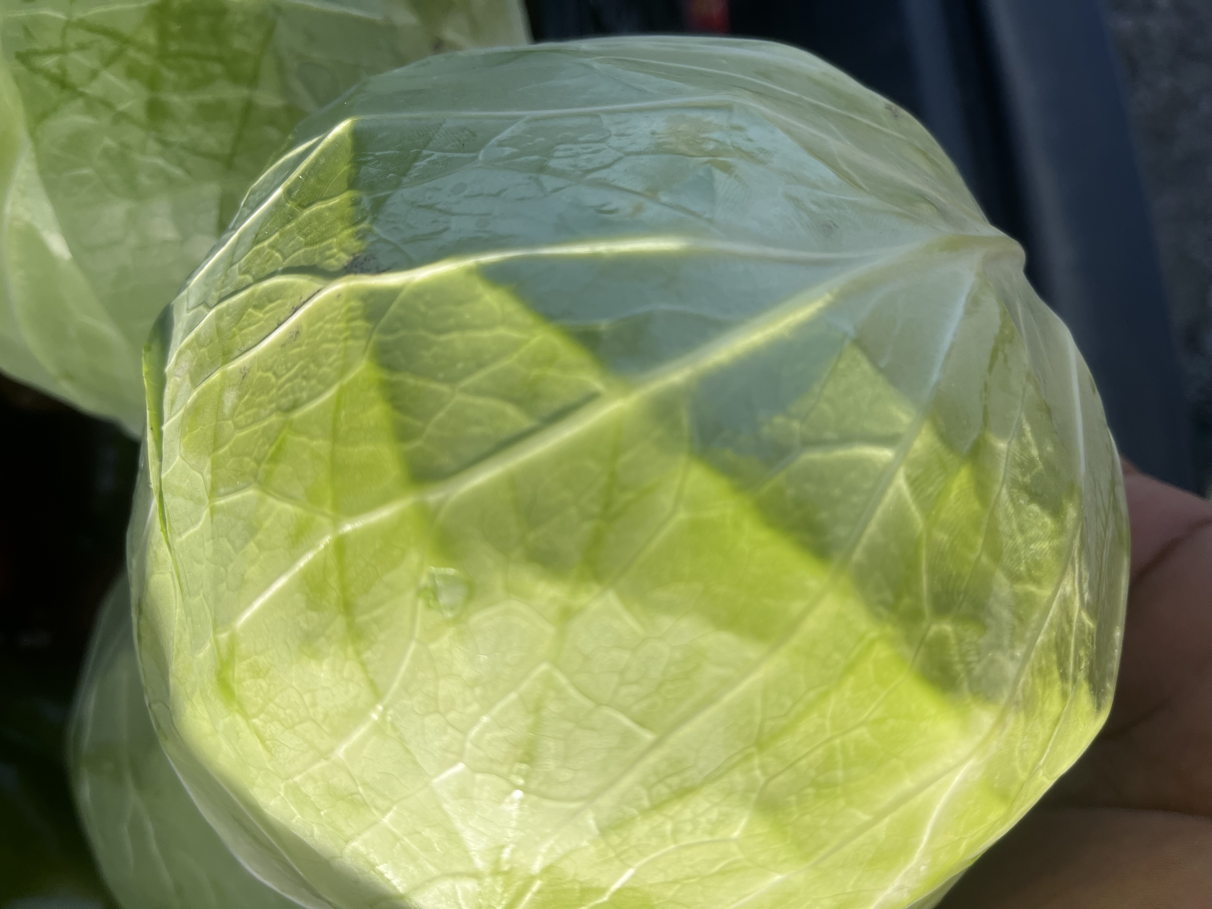 Cabbage