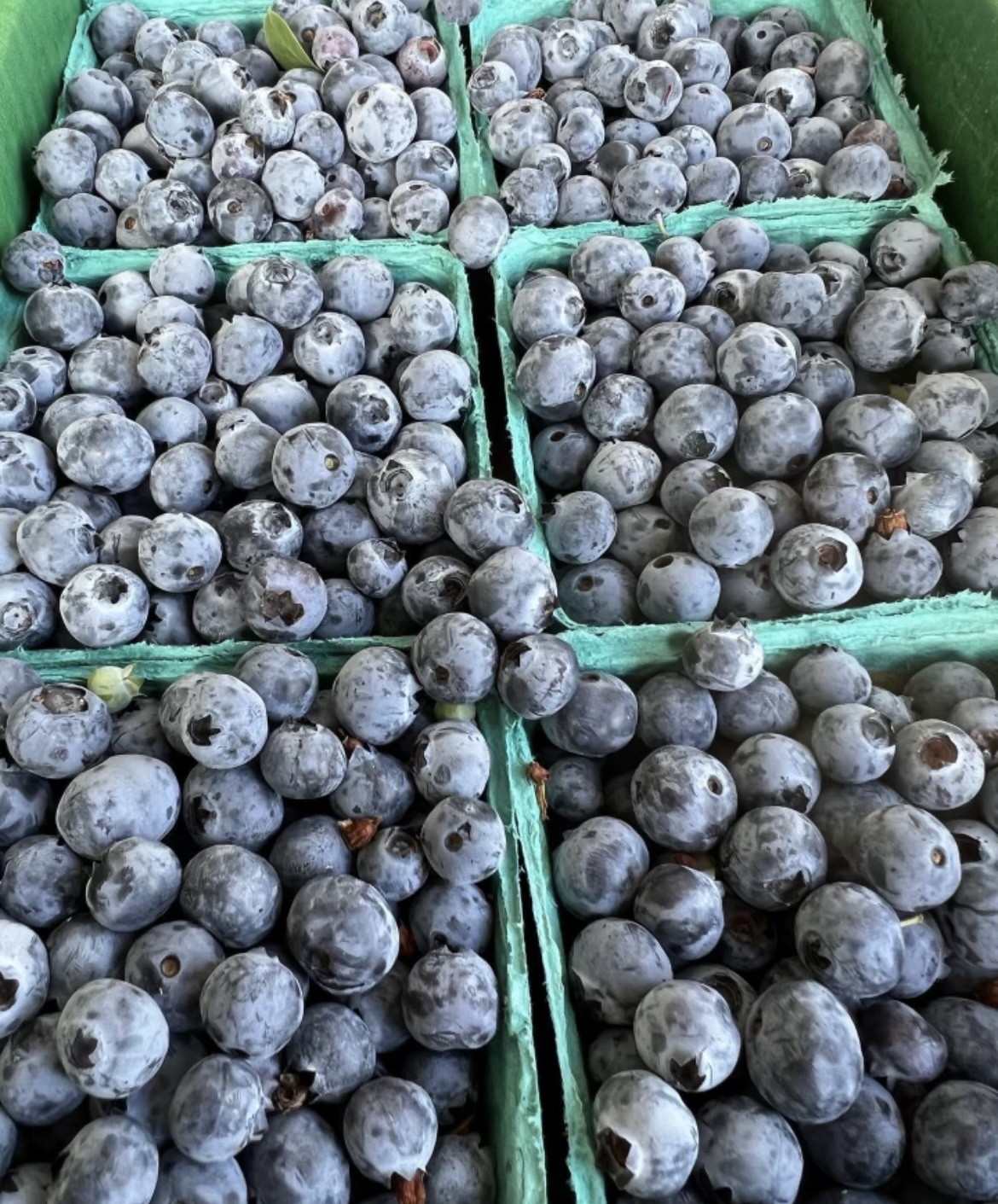 Blueberries (6oz)