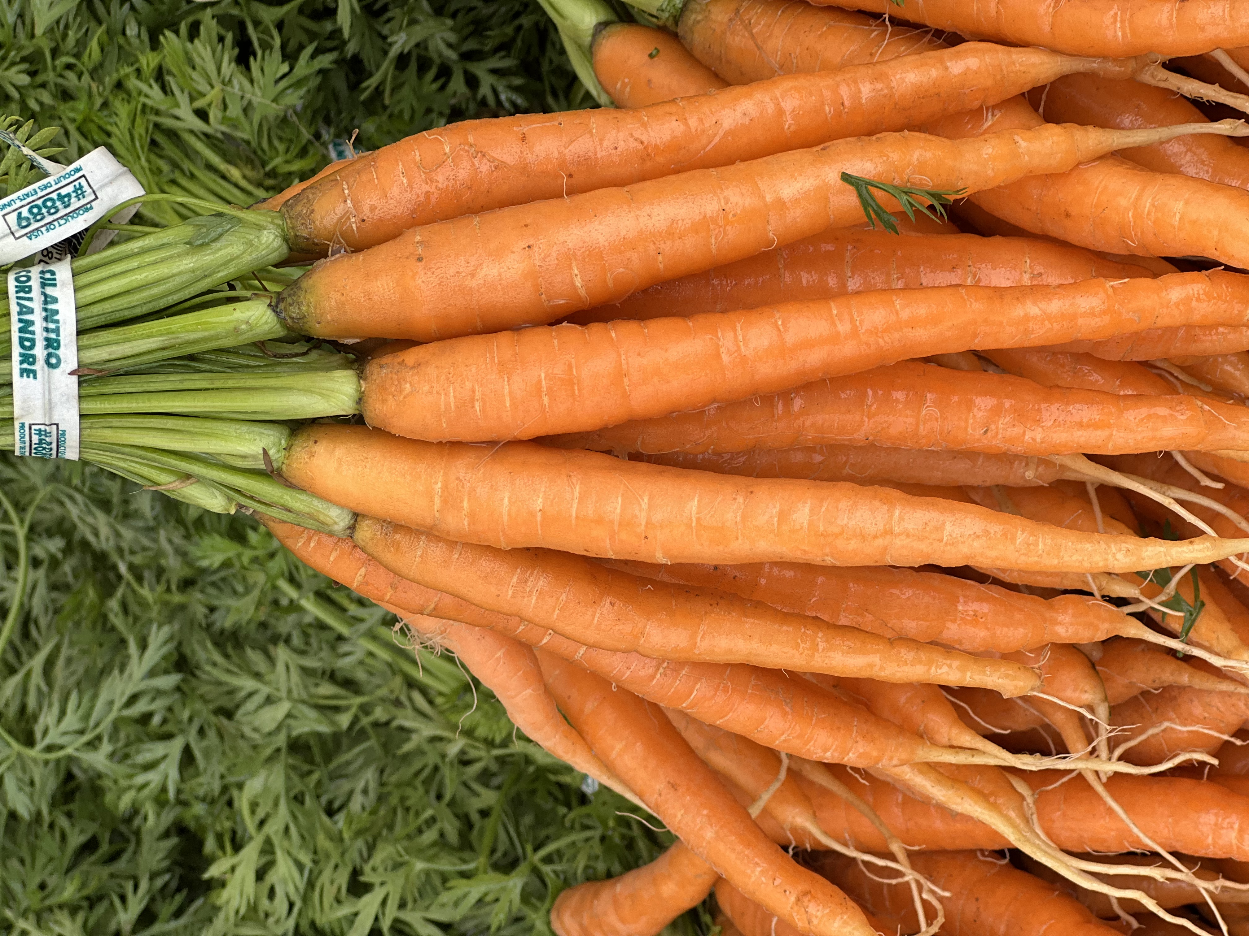 Carrots (sold per bunch)