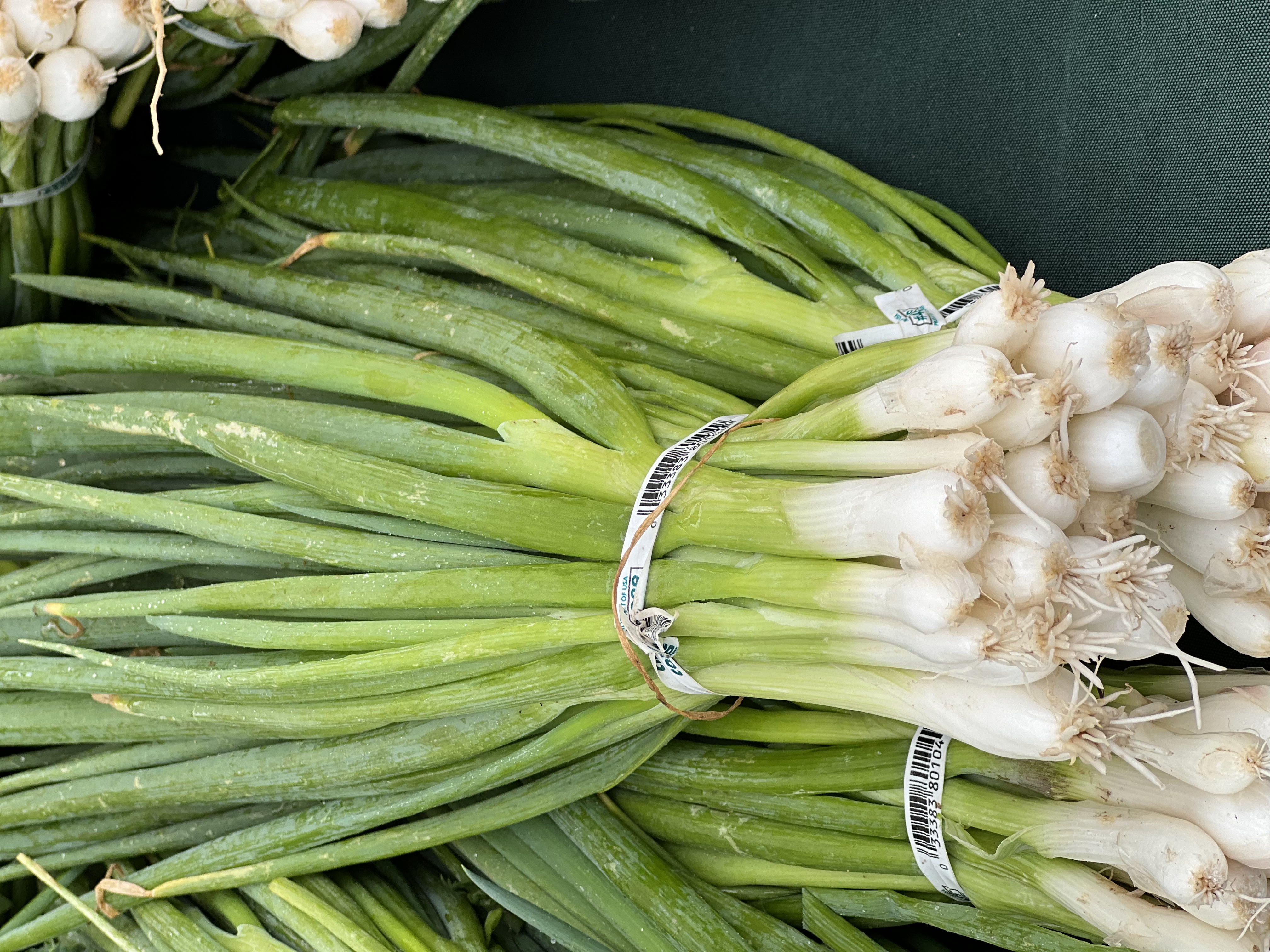 Green Onions (sold per bunch)