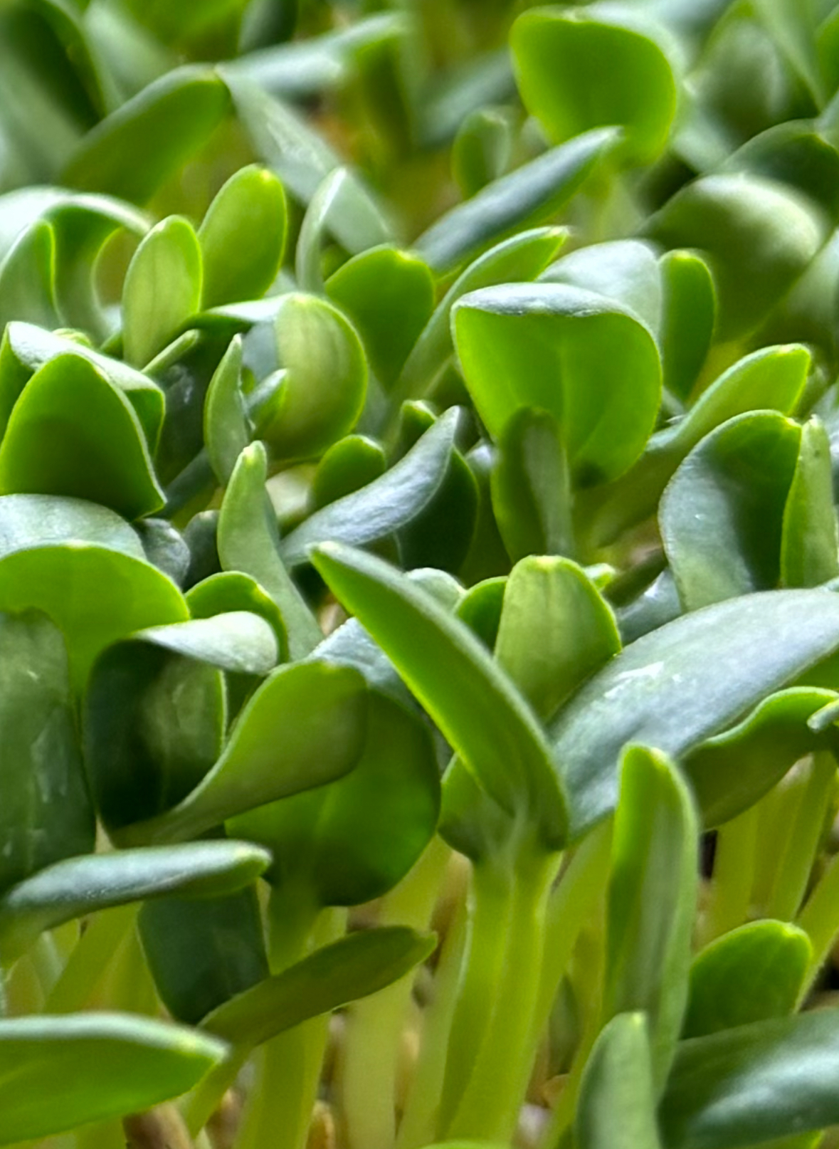 Cantaloupe Microgreens (1 oz)