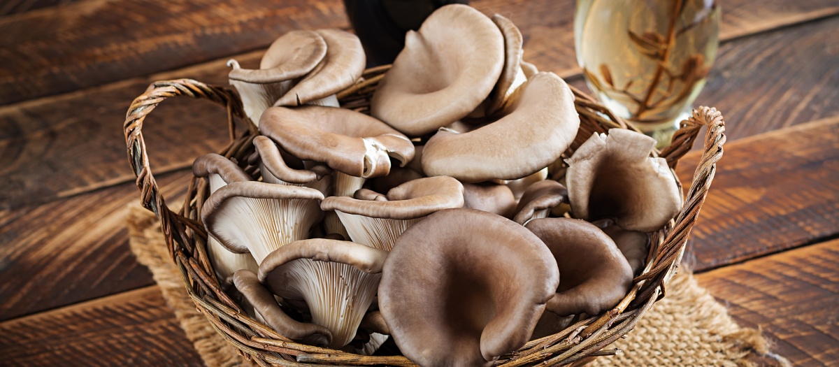 Fresh Gourmet Blue Oyster Mushrooms (per pack)