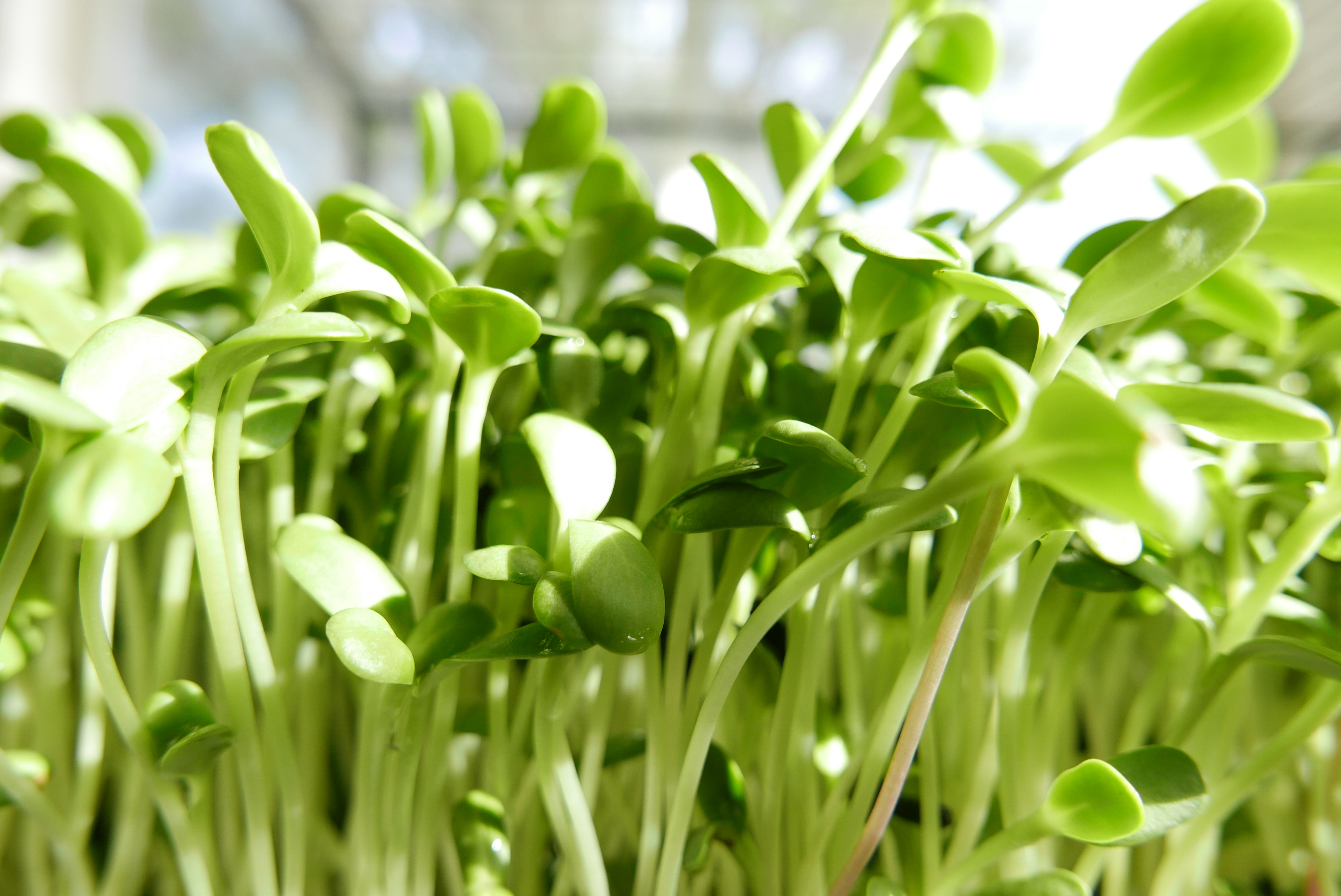 Organic Sunflower Sprouts, 2oz