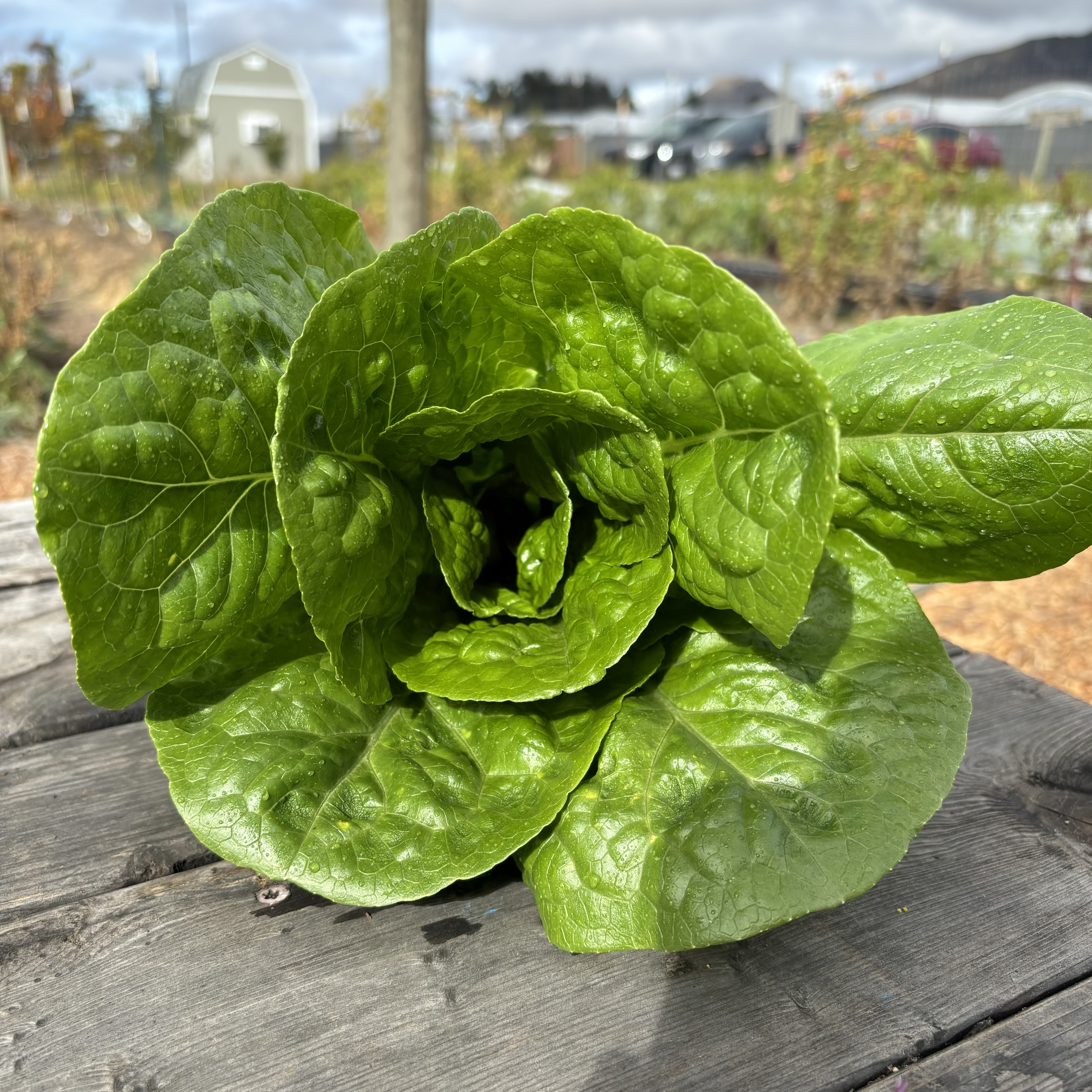 Romaine Lettuce (1 head)