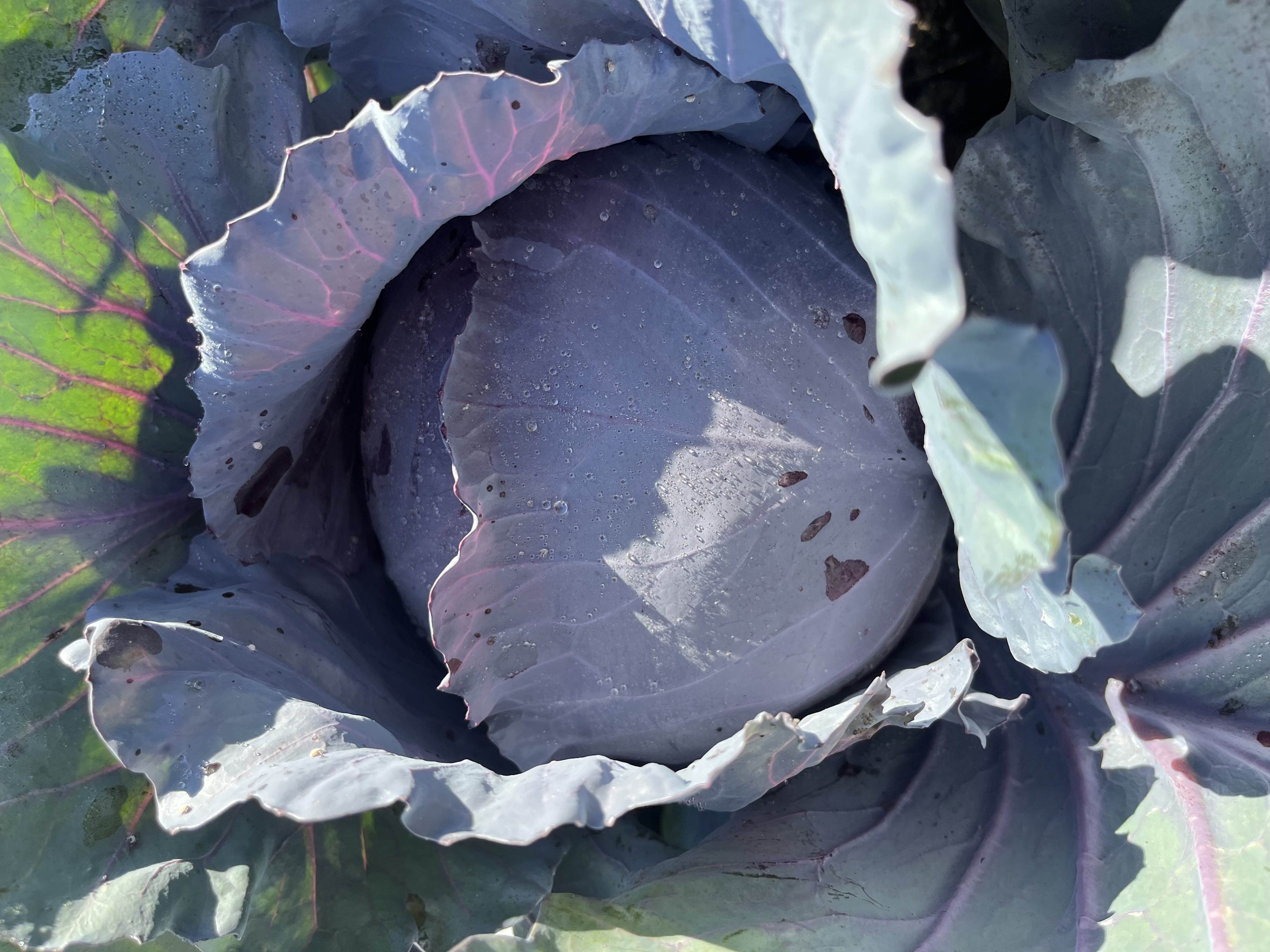 Red Cabbage