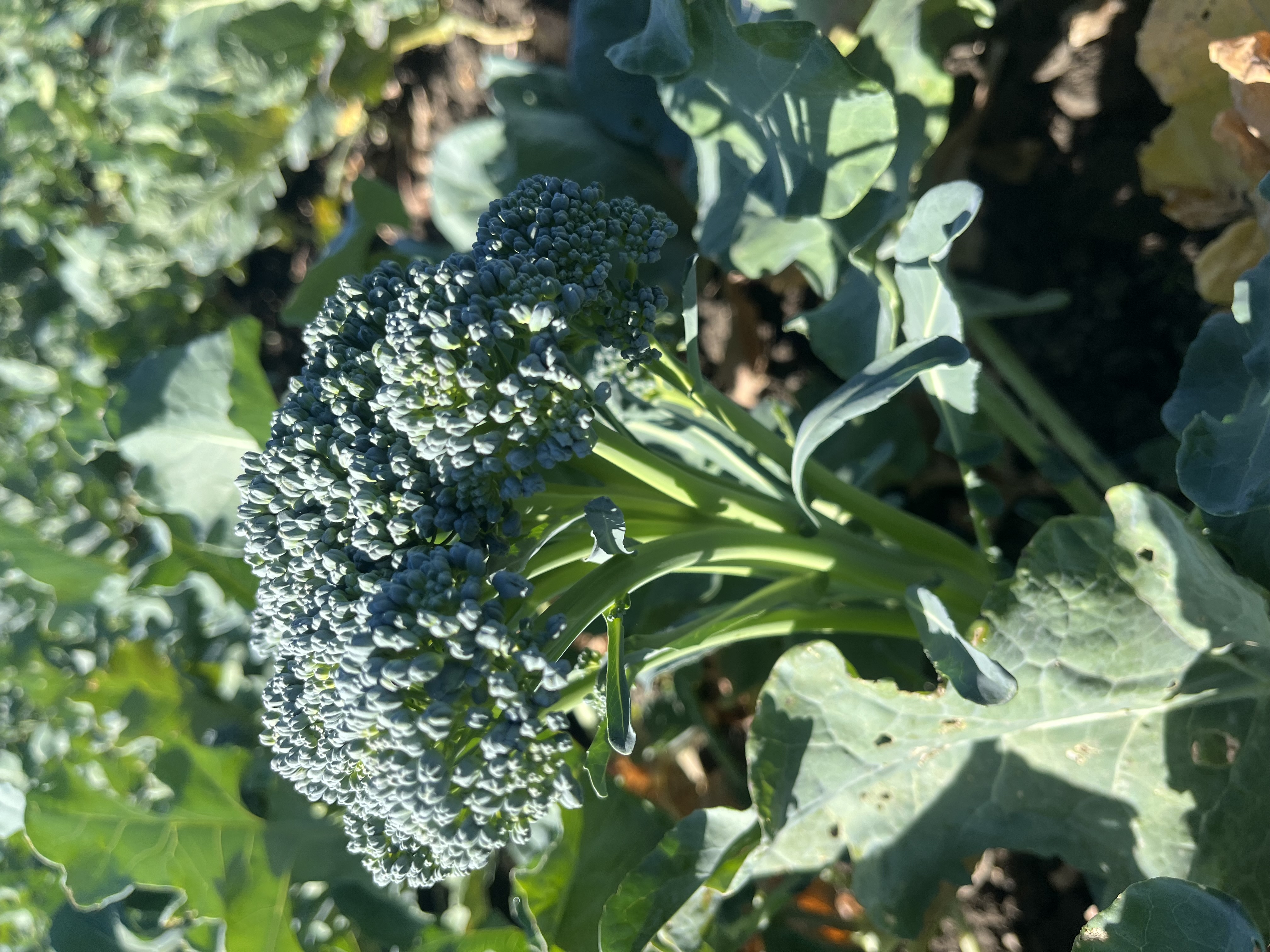 Broccolini