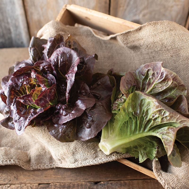 Organic Red Romaine (per head)