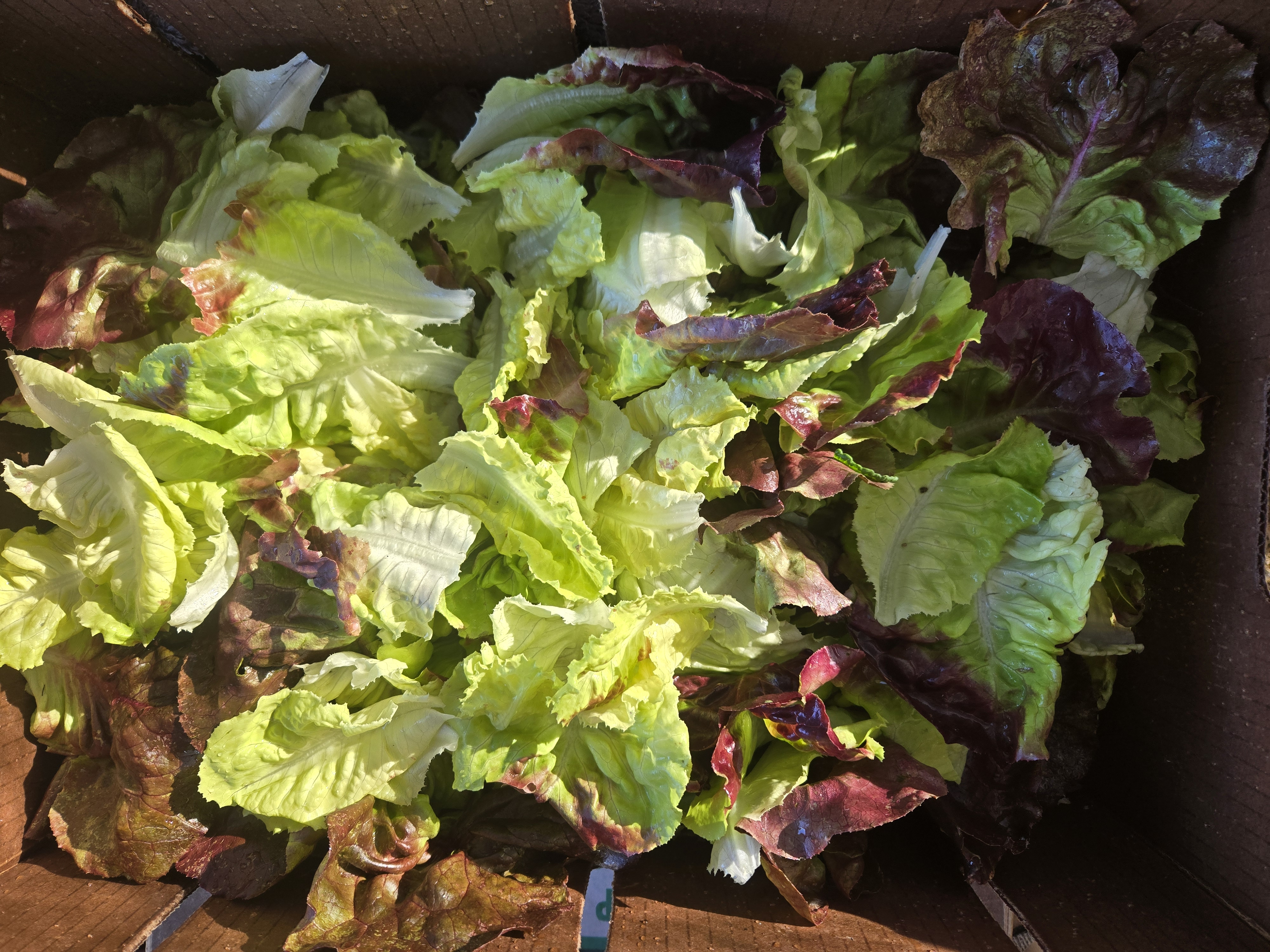Butter Ball Lettuce Mix (1/2)lb