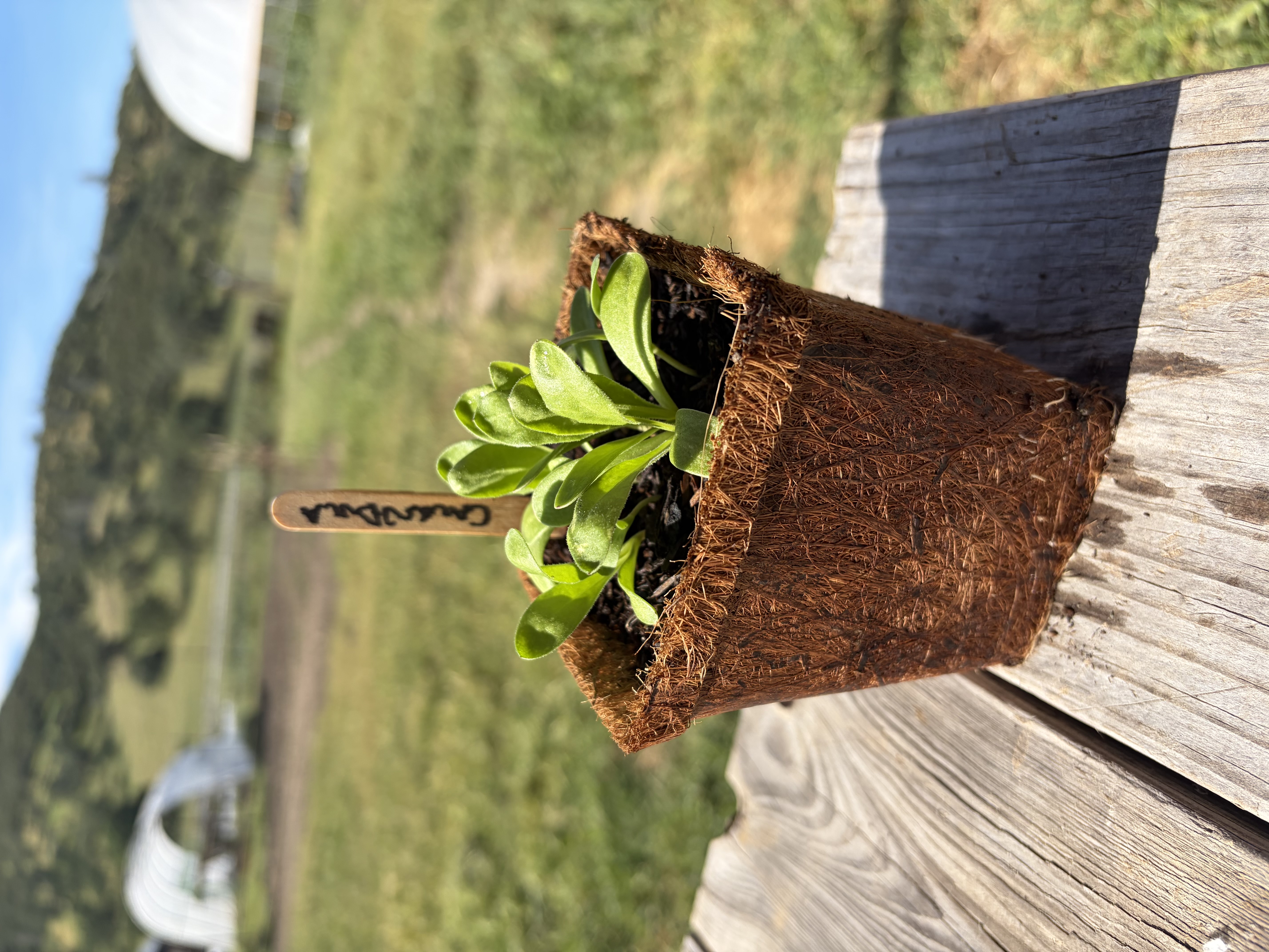Calendula Nursery Start