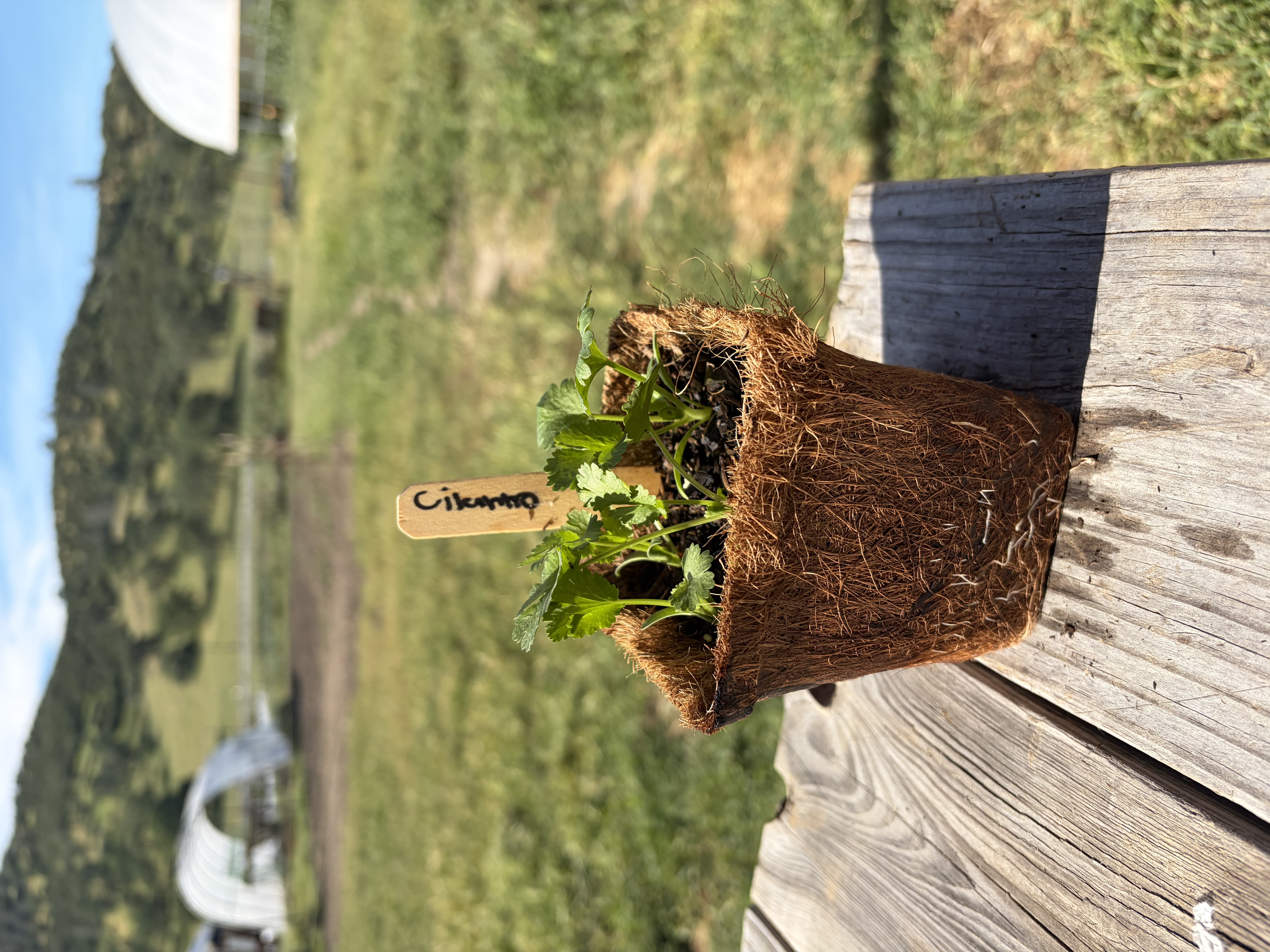 Cilantro Nursery Start