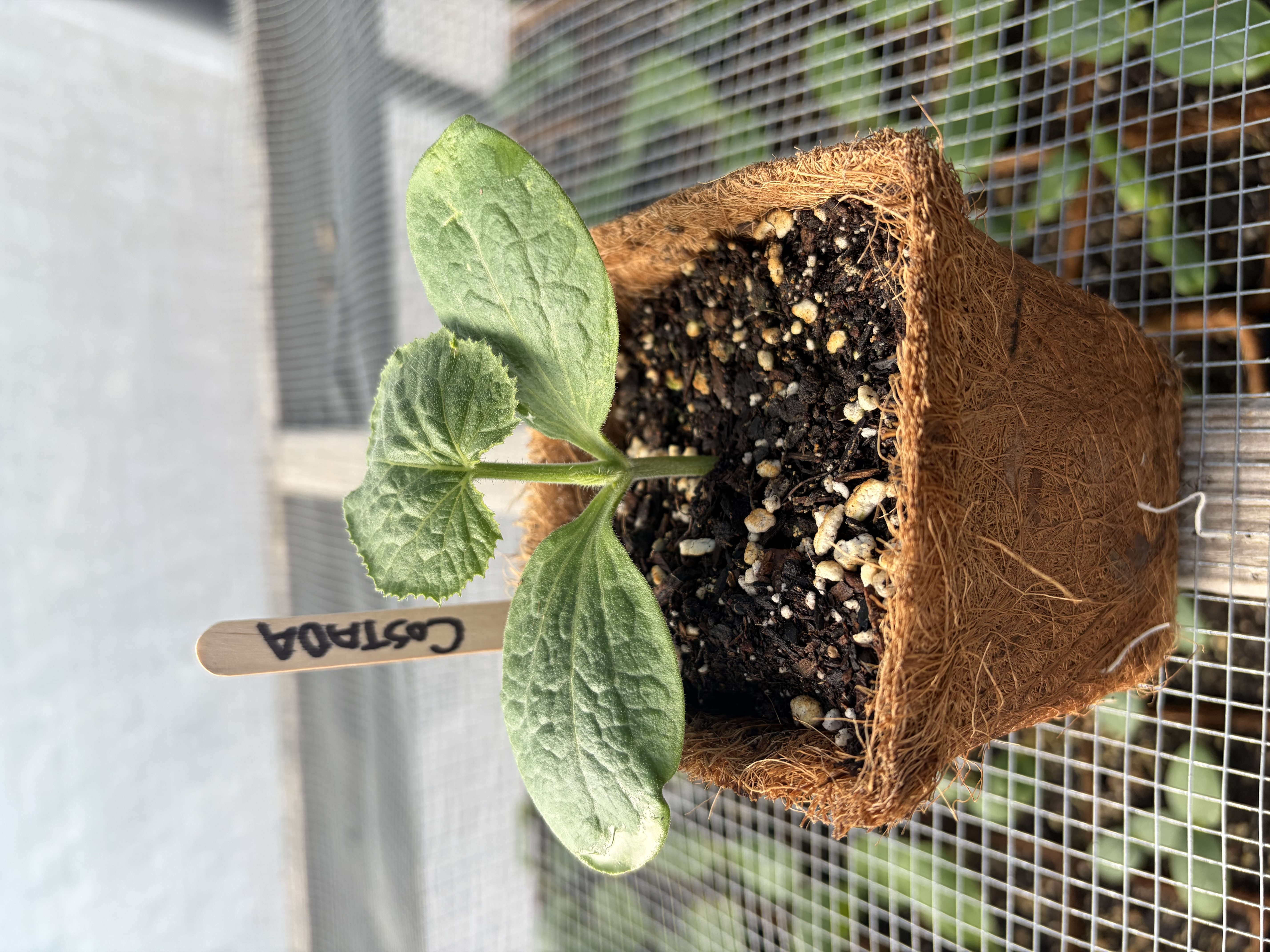 Costada Zucchini Nursery Start
