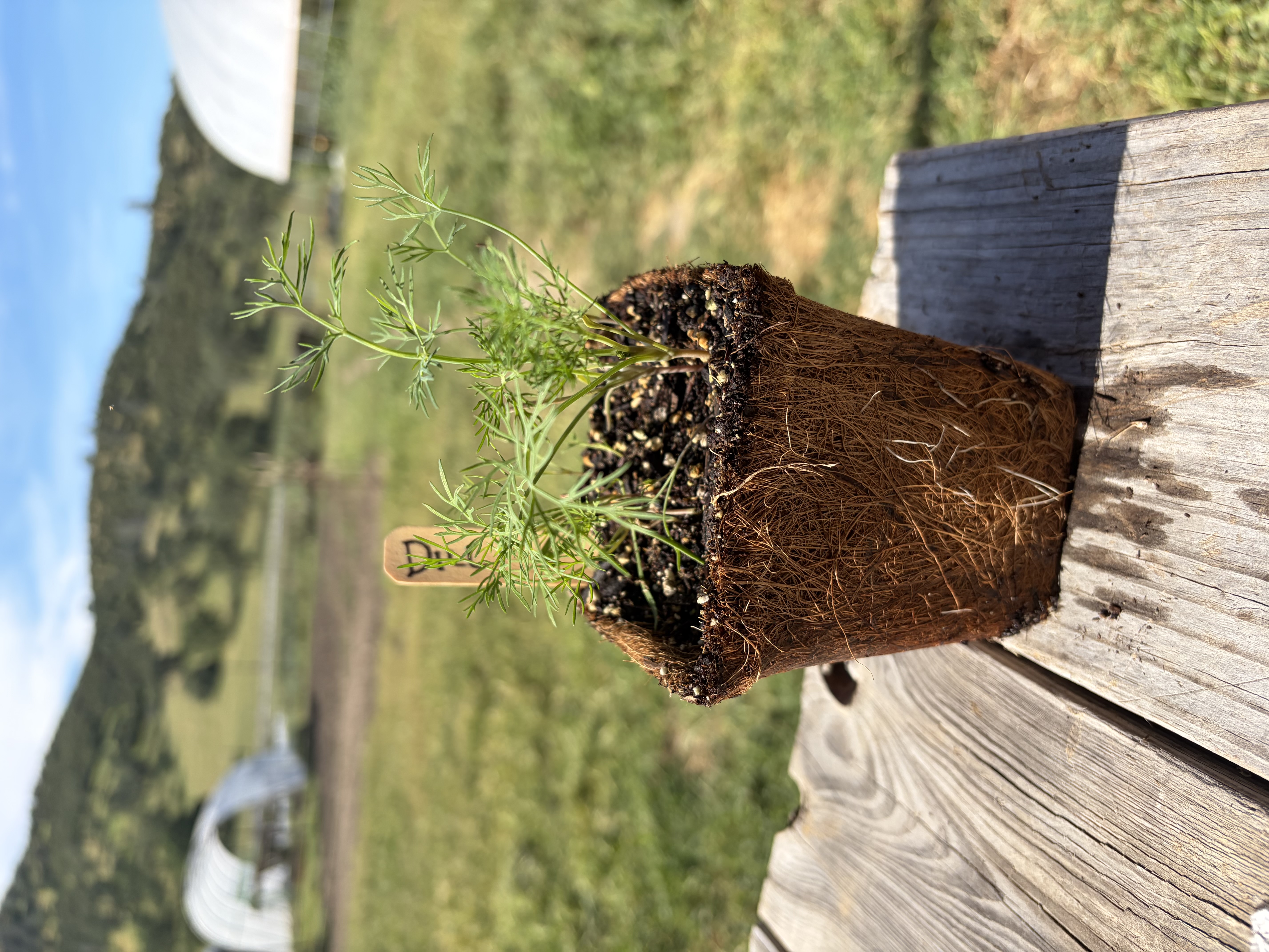Dill Nursery Start