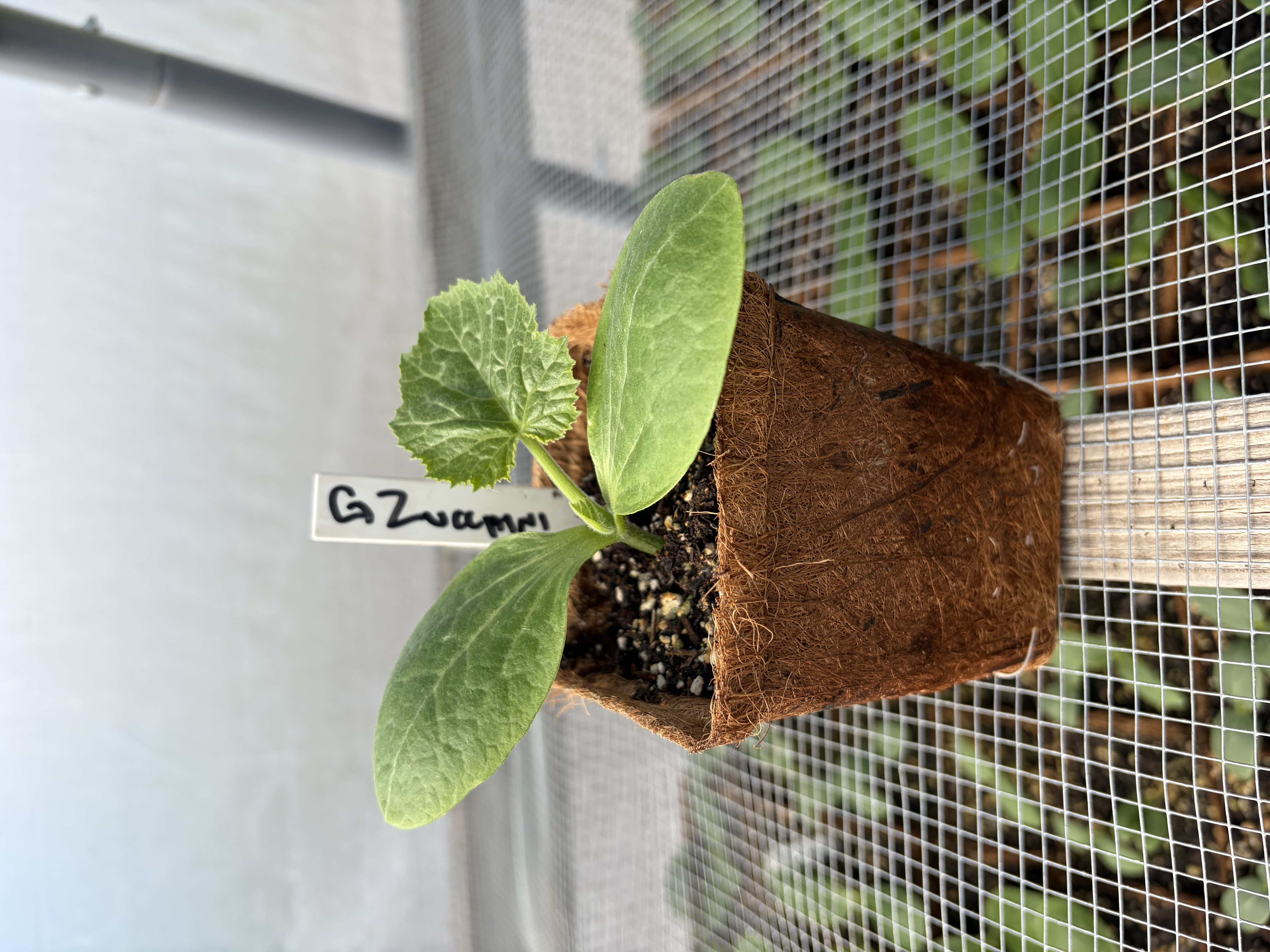 Green Zucchini Nursery Start