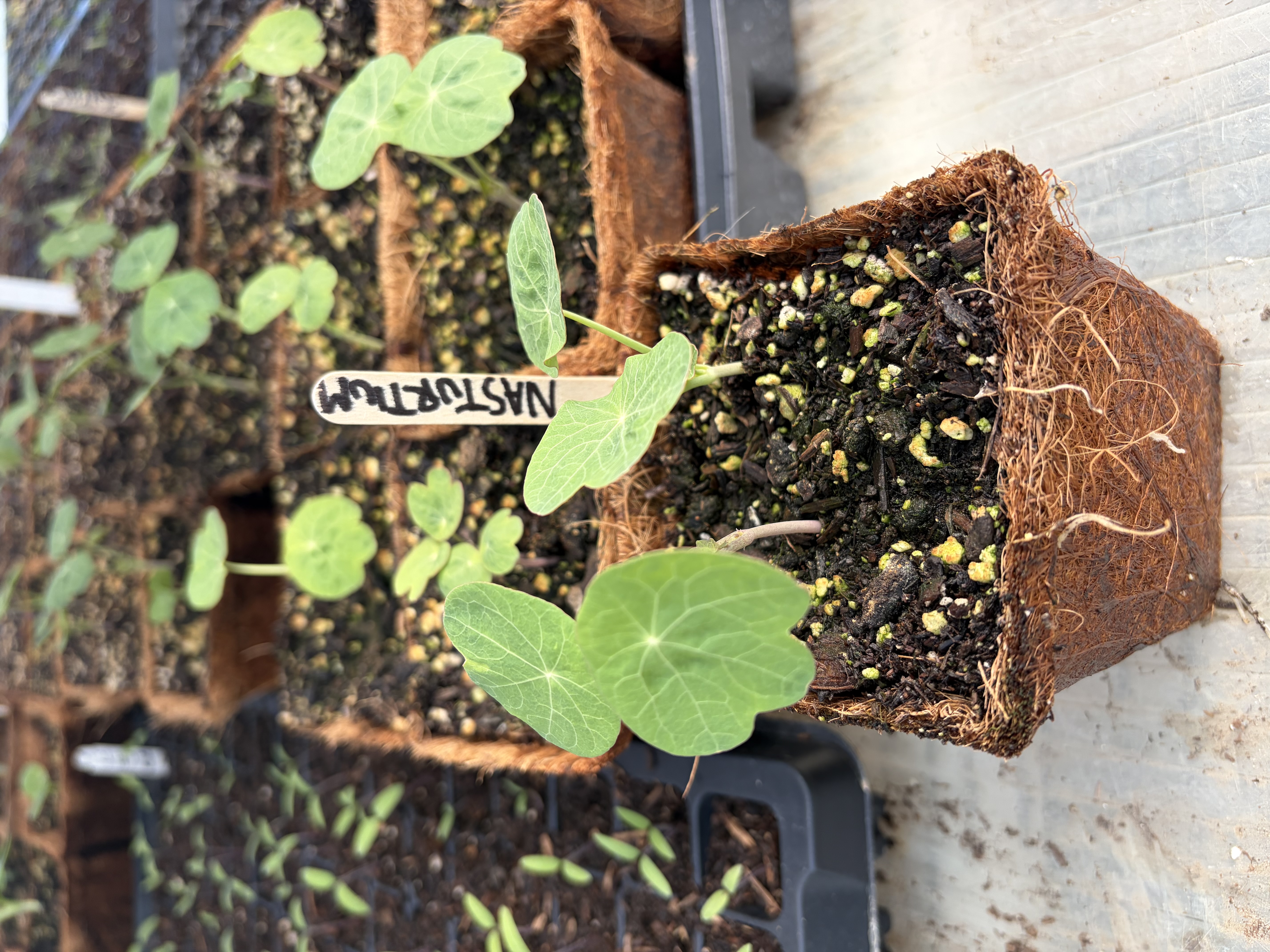 Nasturtium Nursery Start