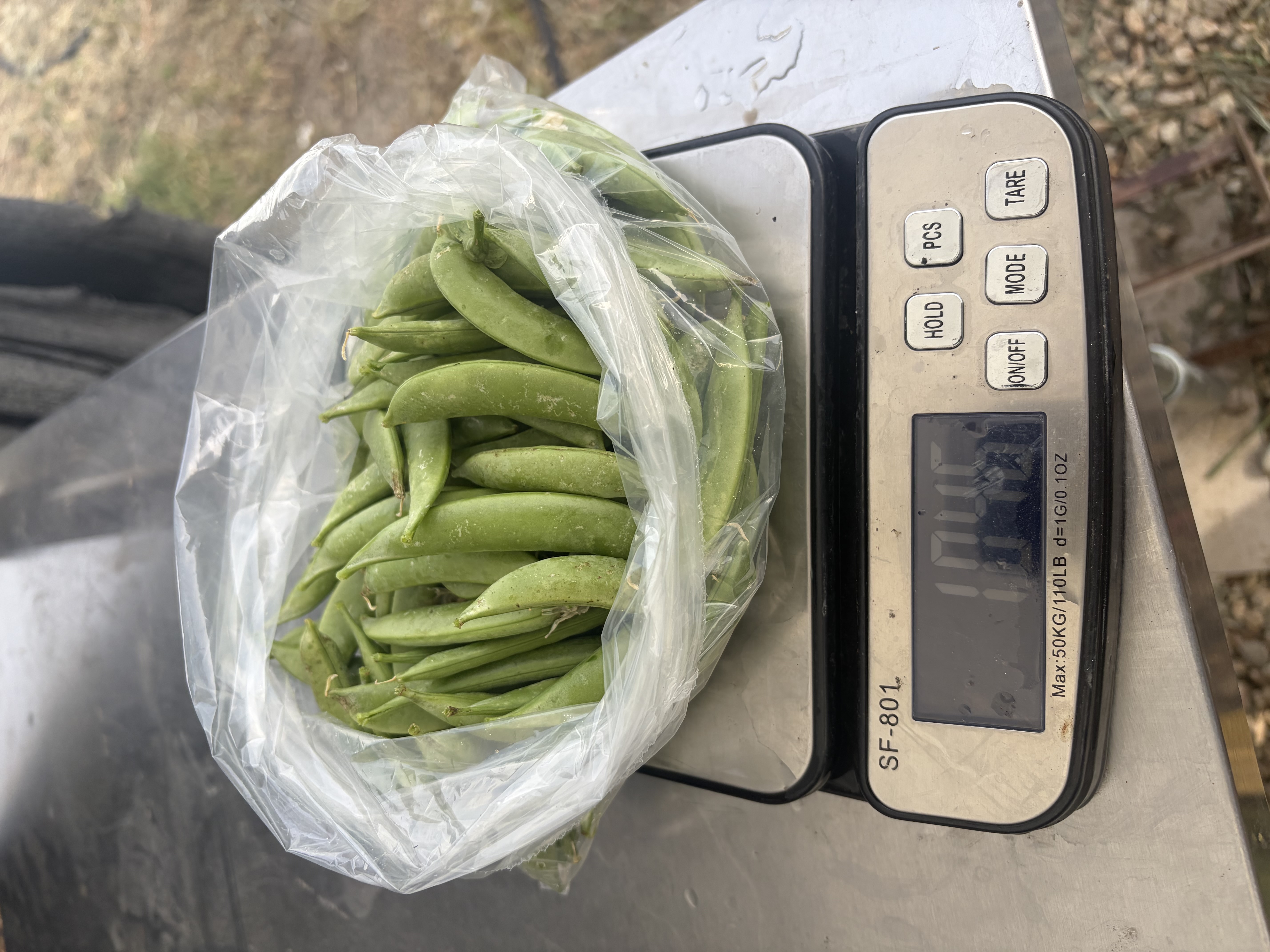 Sugar Snap Peas