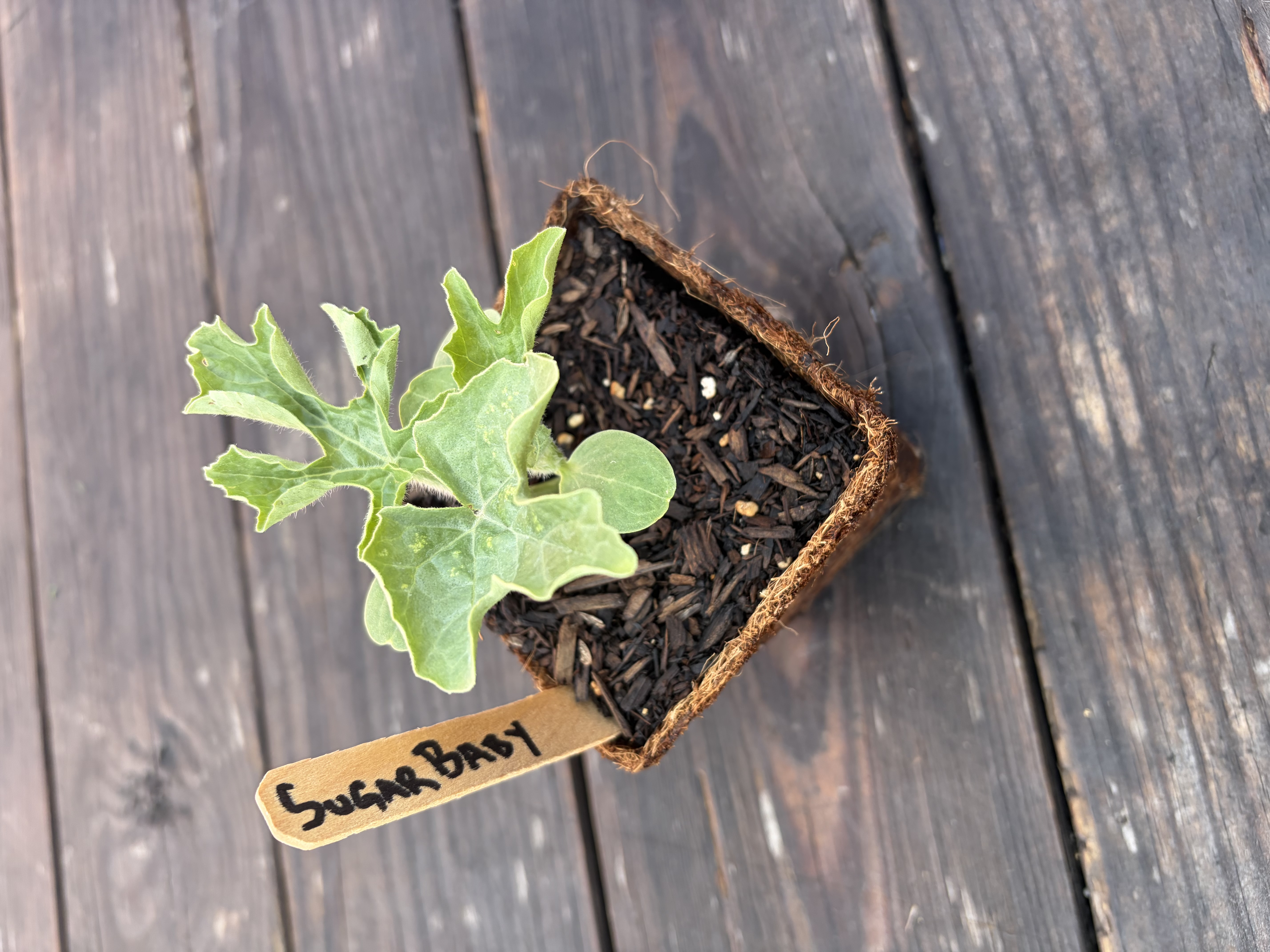 Sugar Baby Watermelon Nursery Start