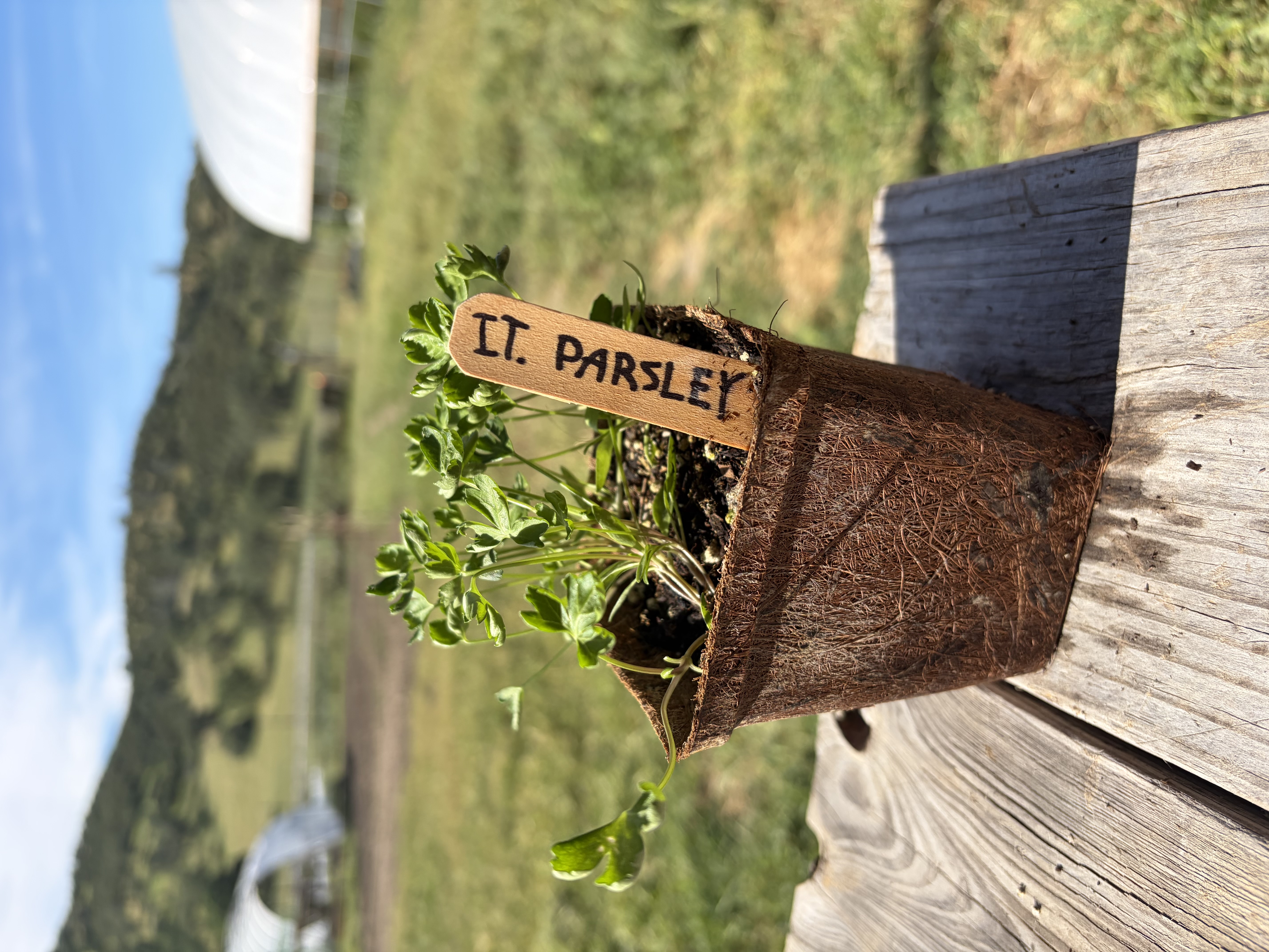 Italian Parsley Nursery Start