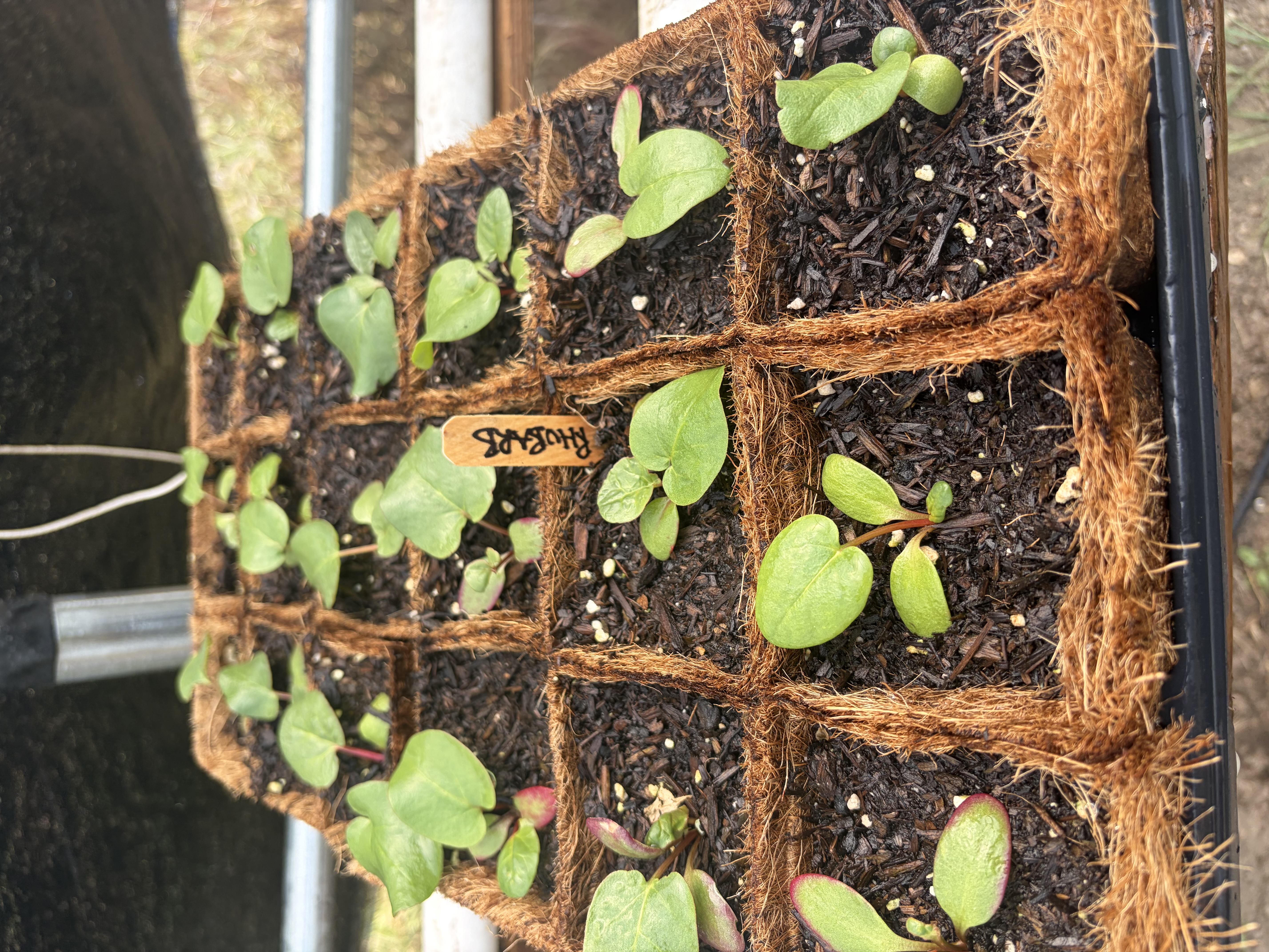 Rhubarb Nursery Start