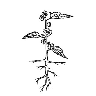 Mallow and Hearth logo